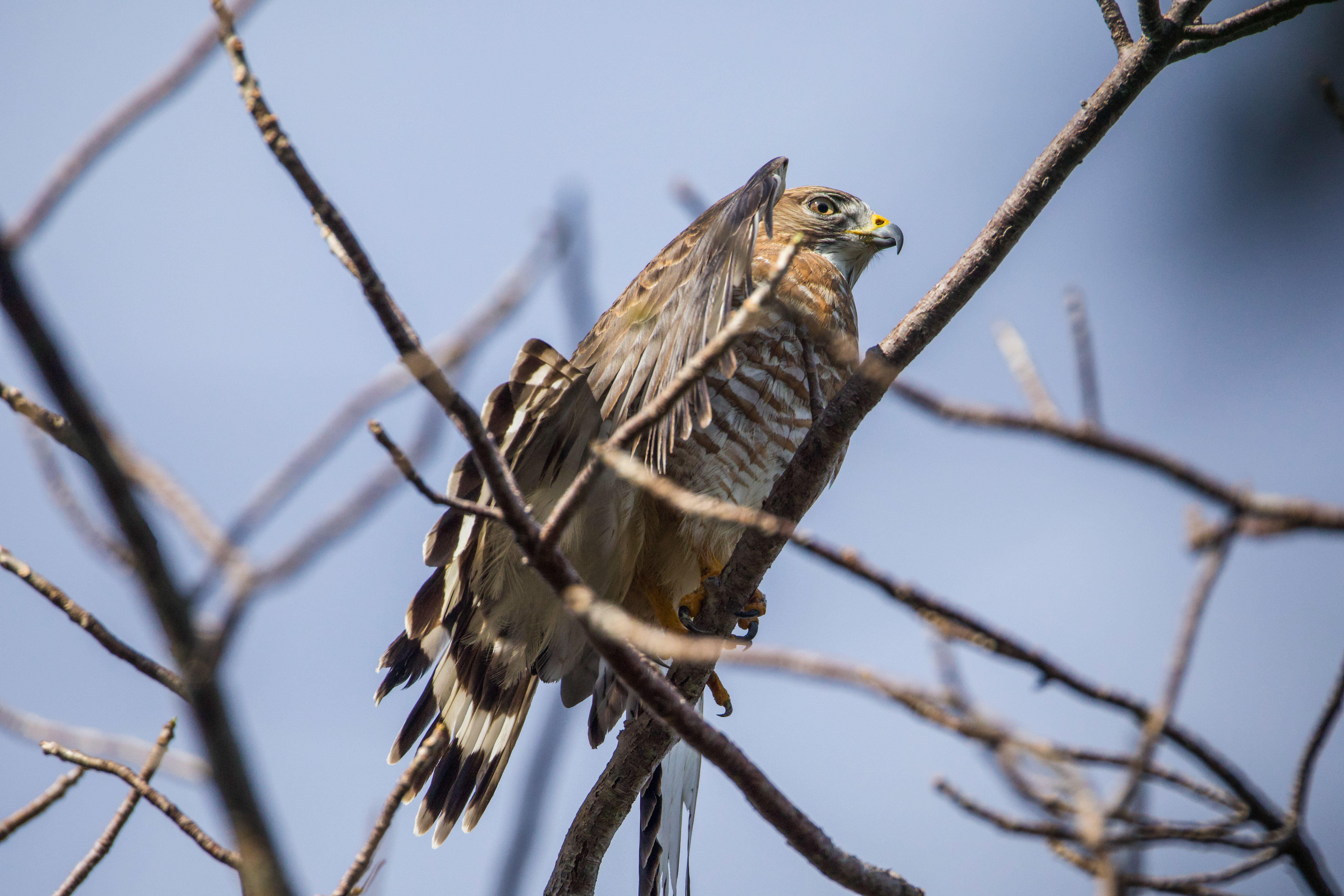 Broad-winged Hawk