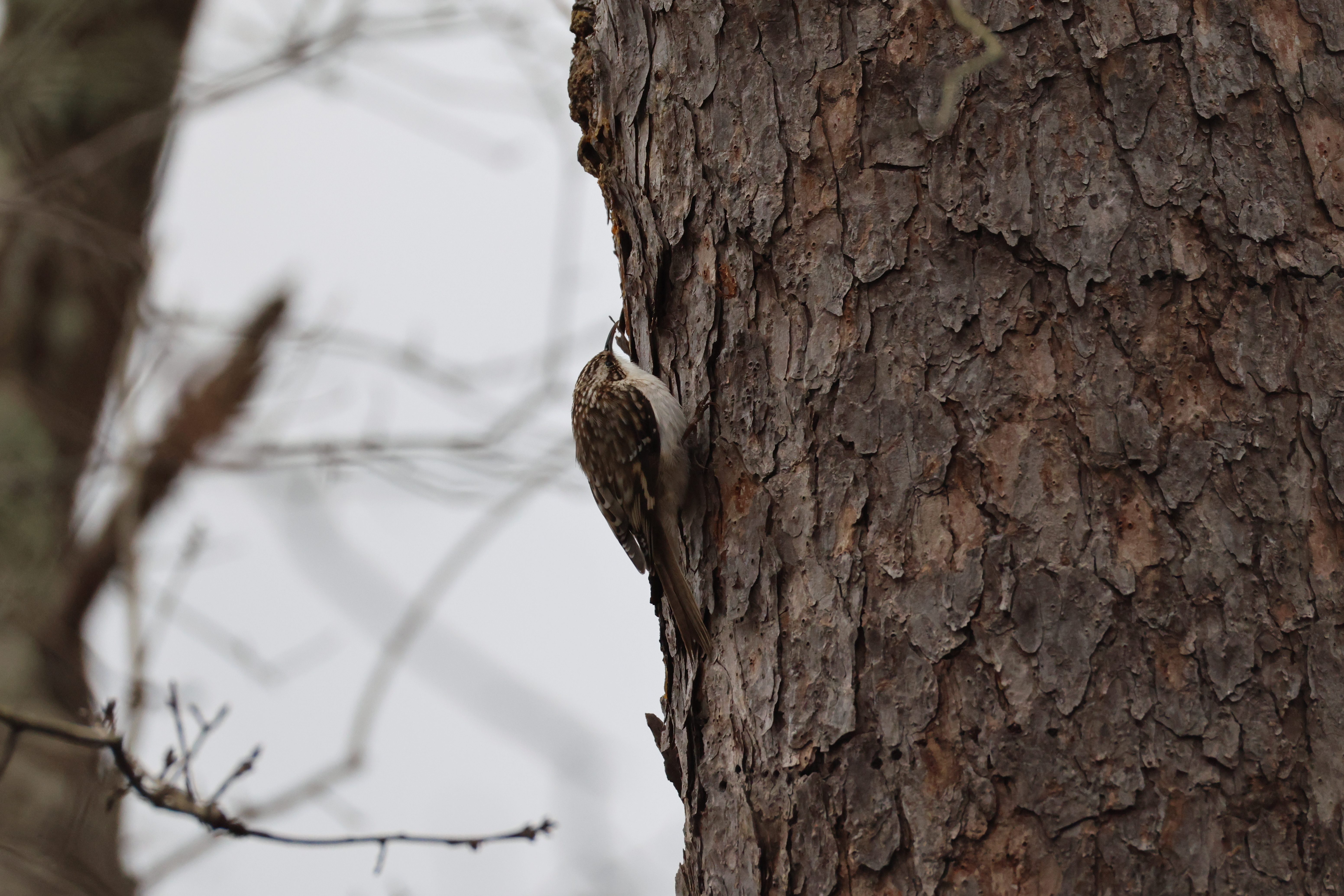 Brown Creeper