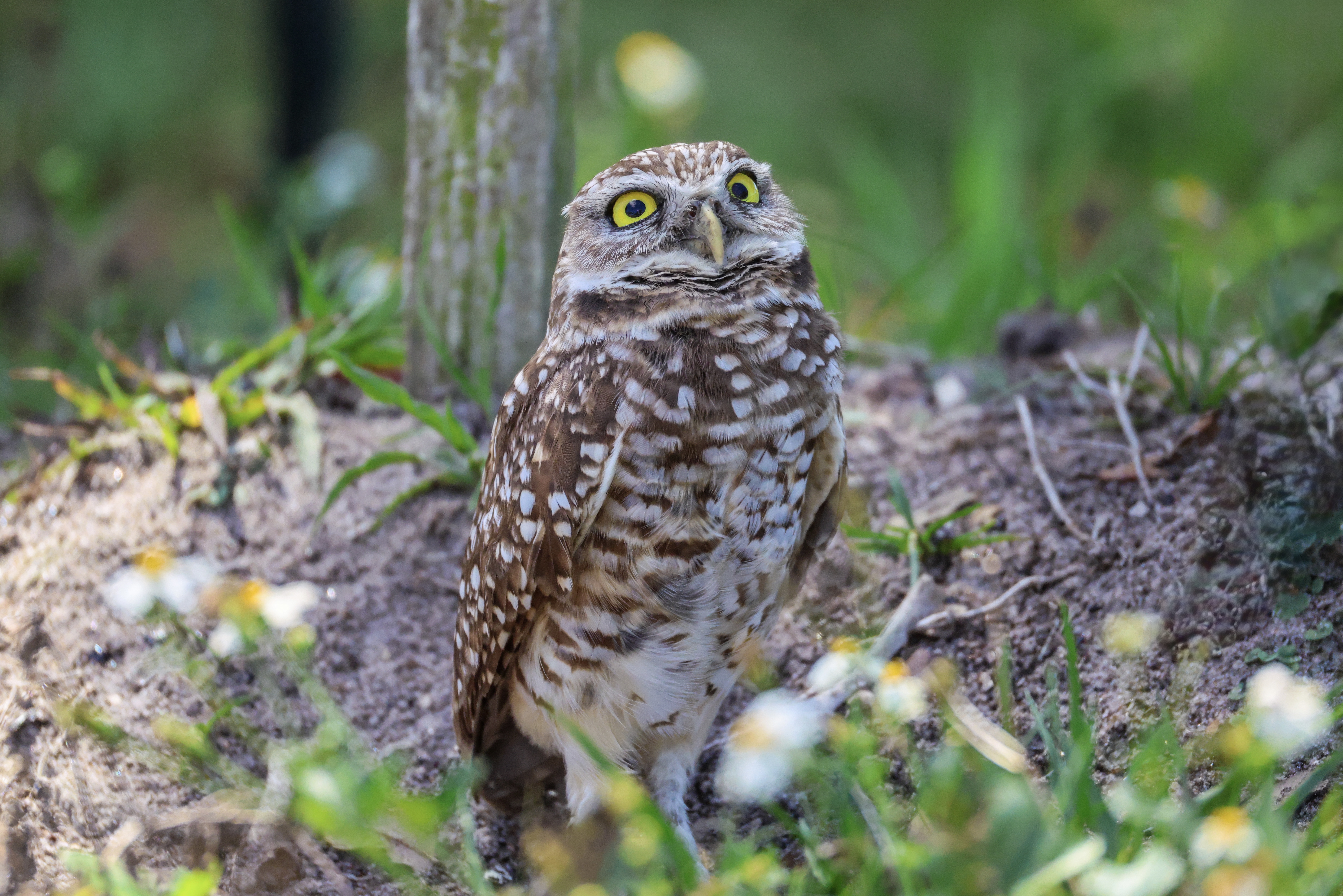 Burrowing Owl