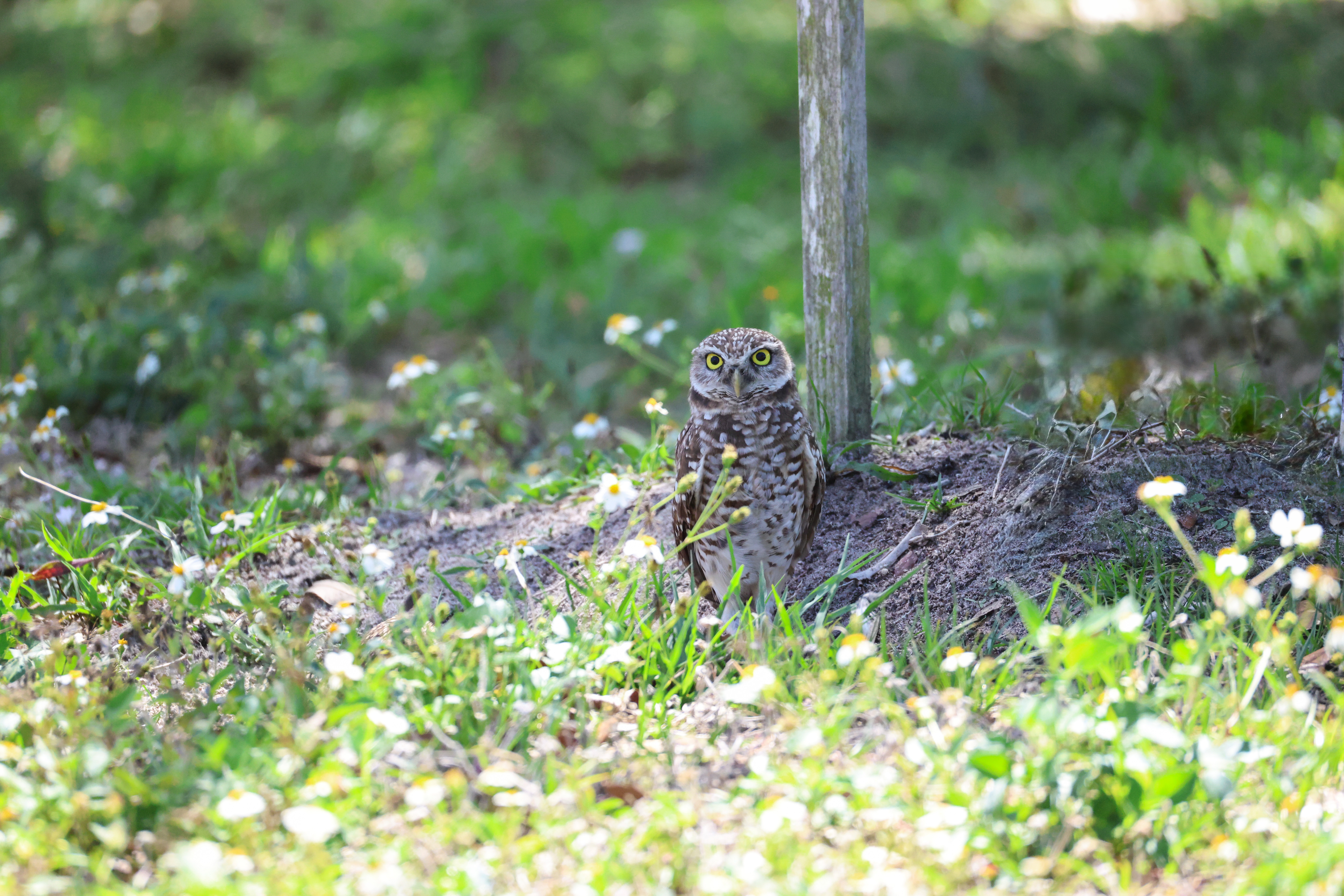 Burrowing Owl