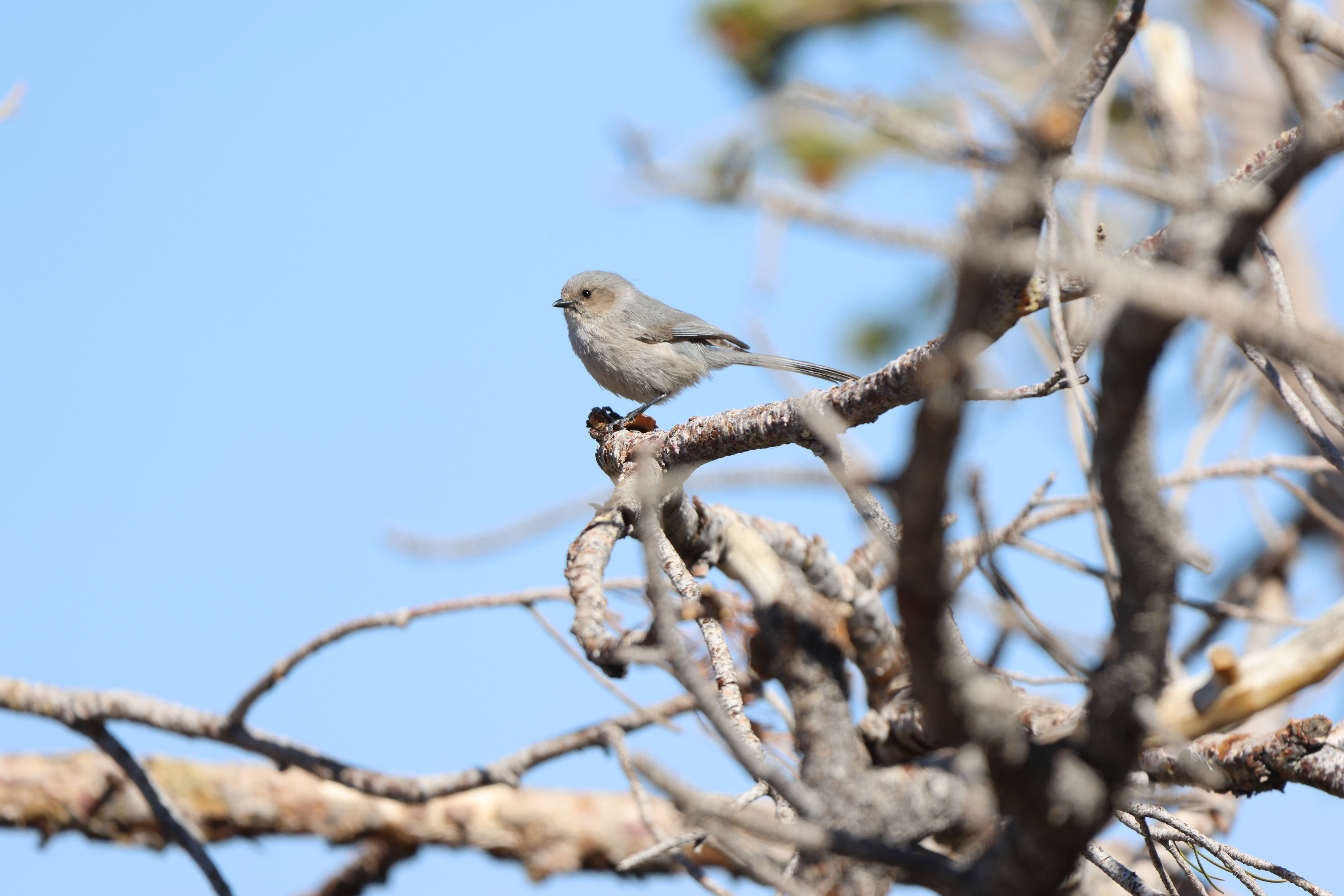 Bushtit