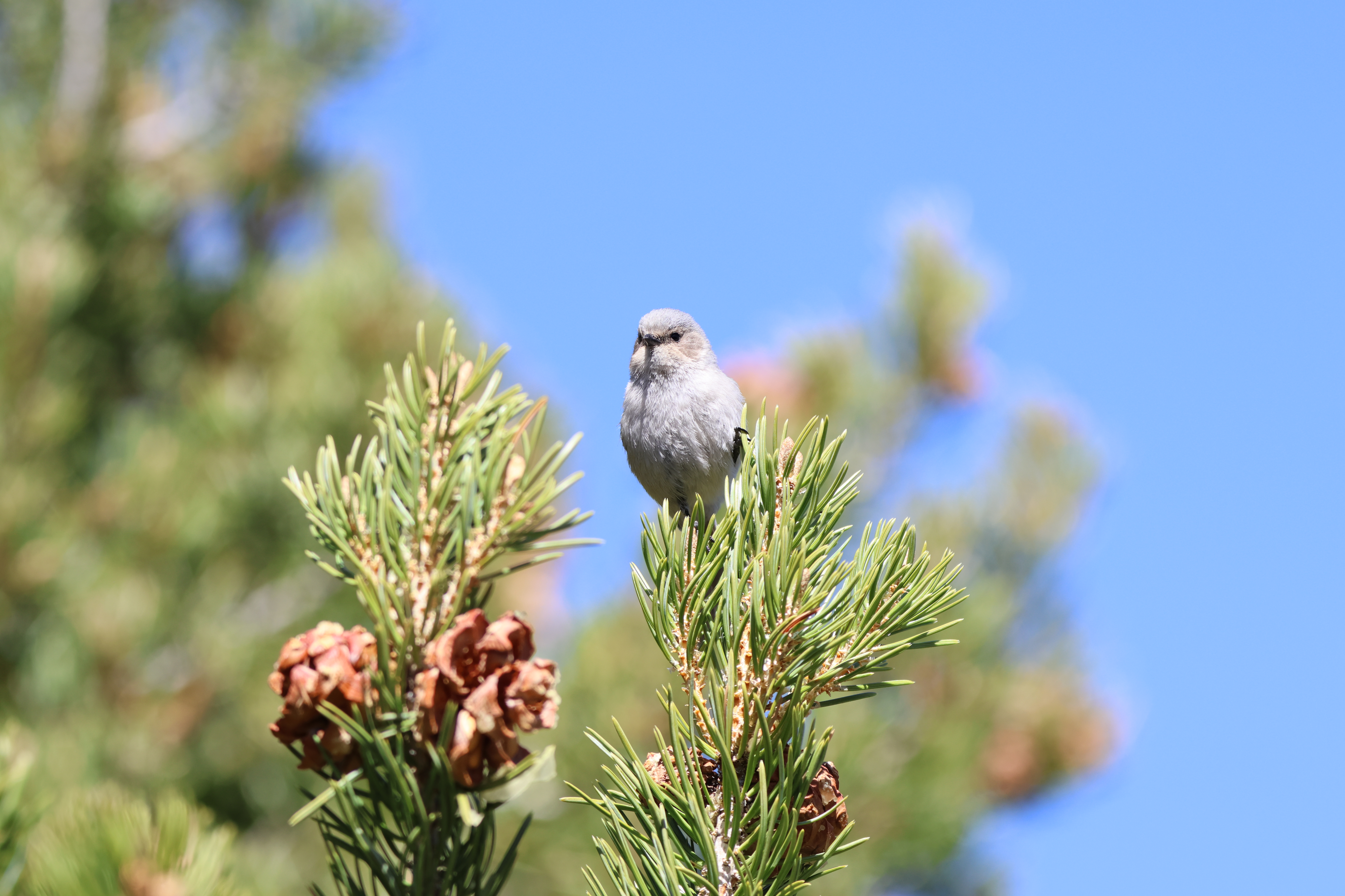 Bushtit