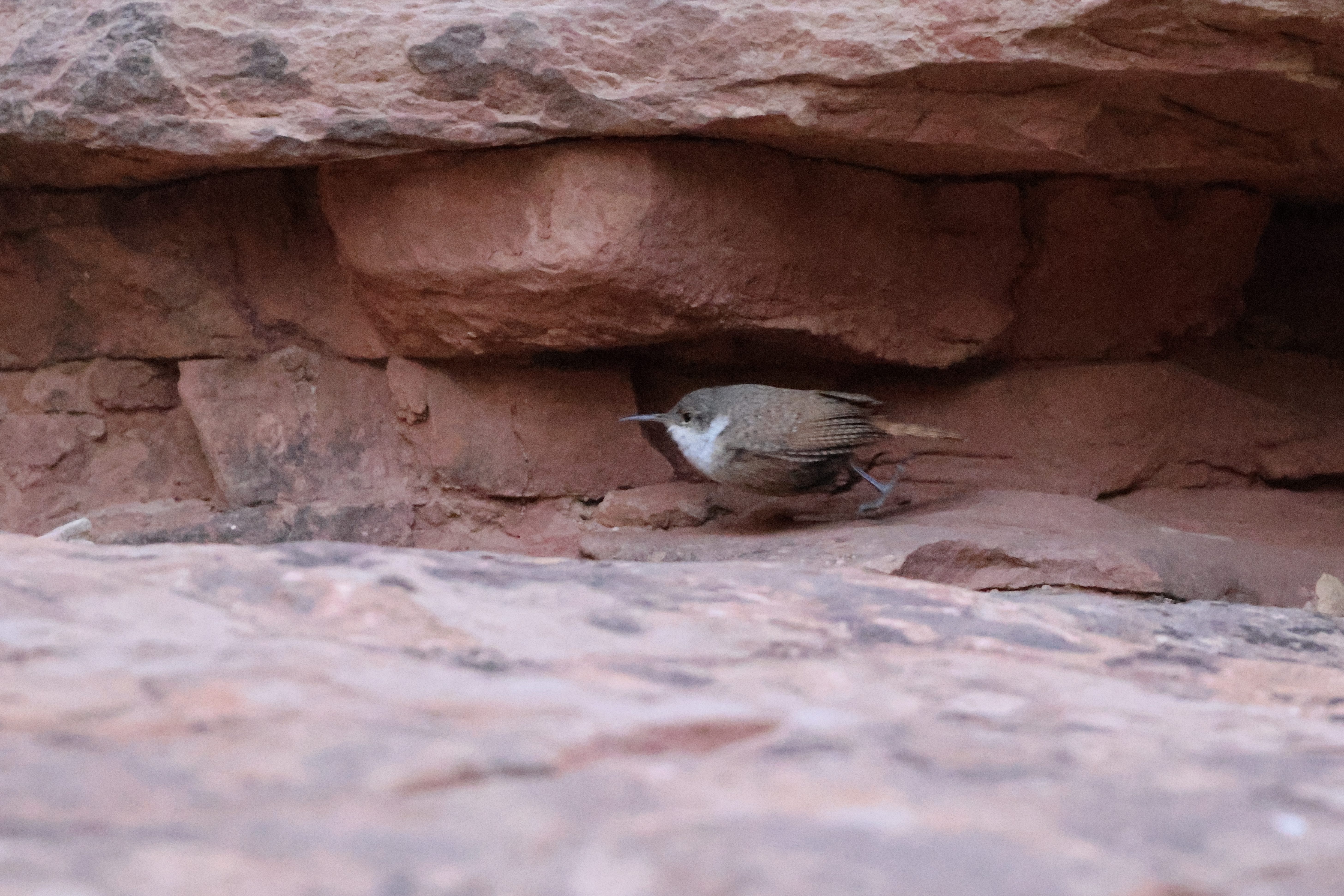 Canyon Wren