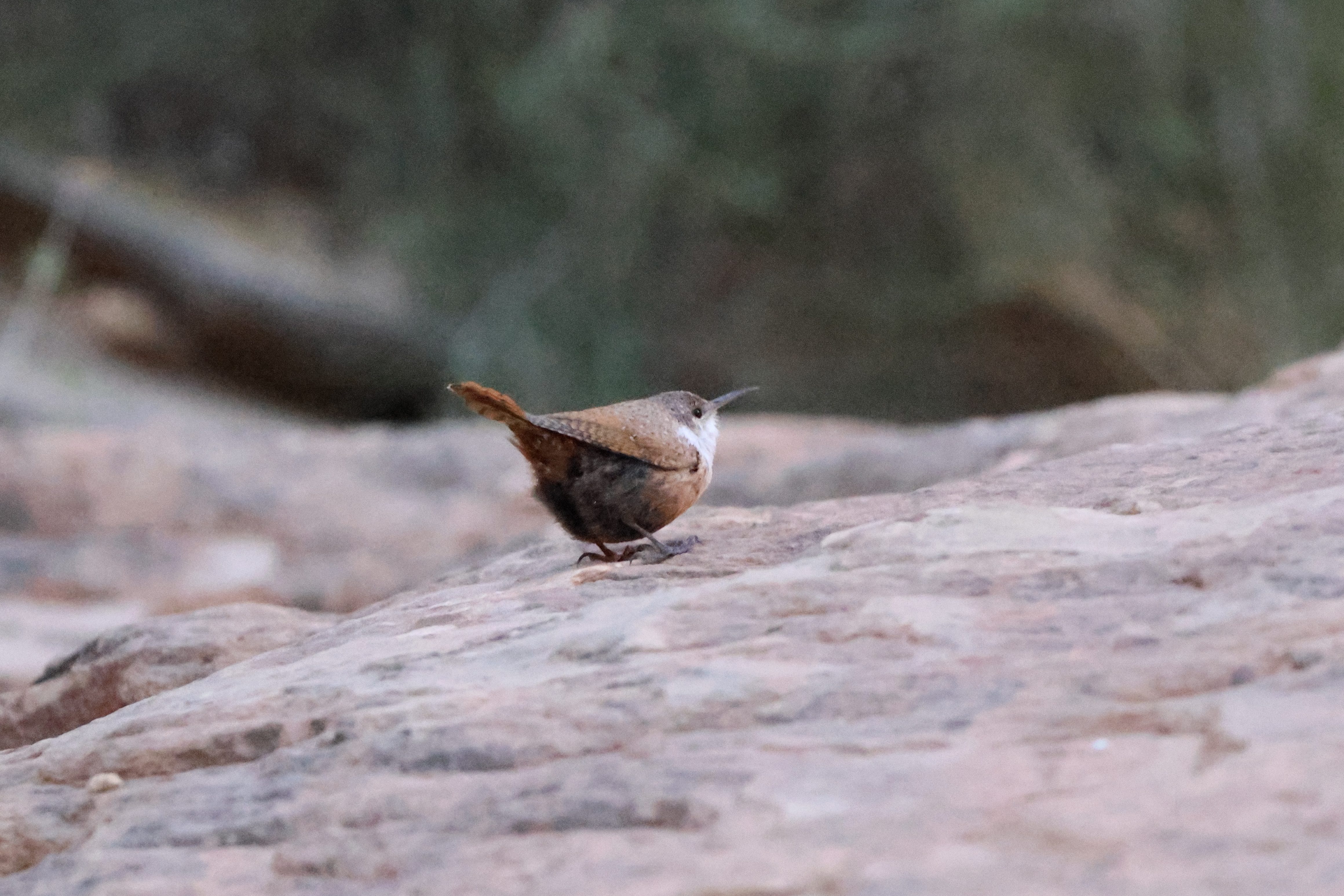 Canyon Wren