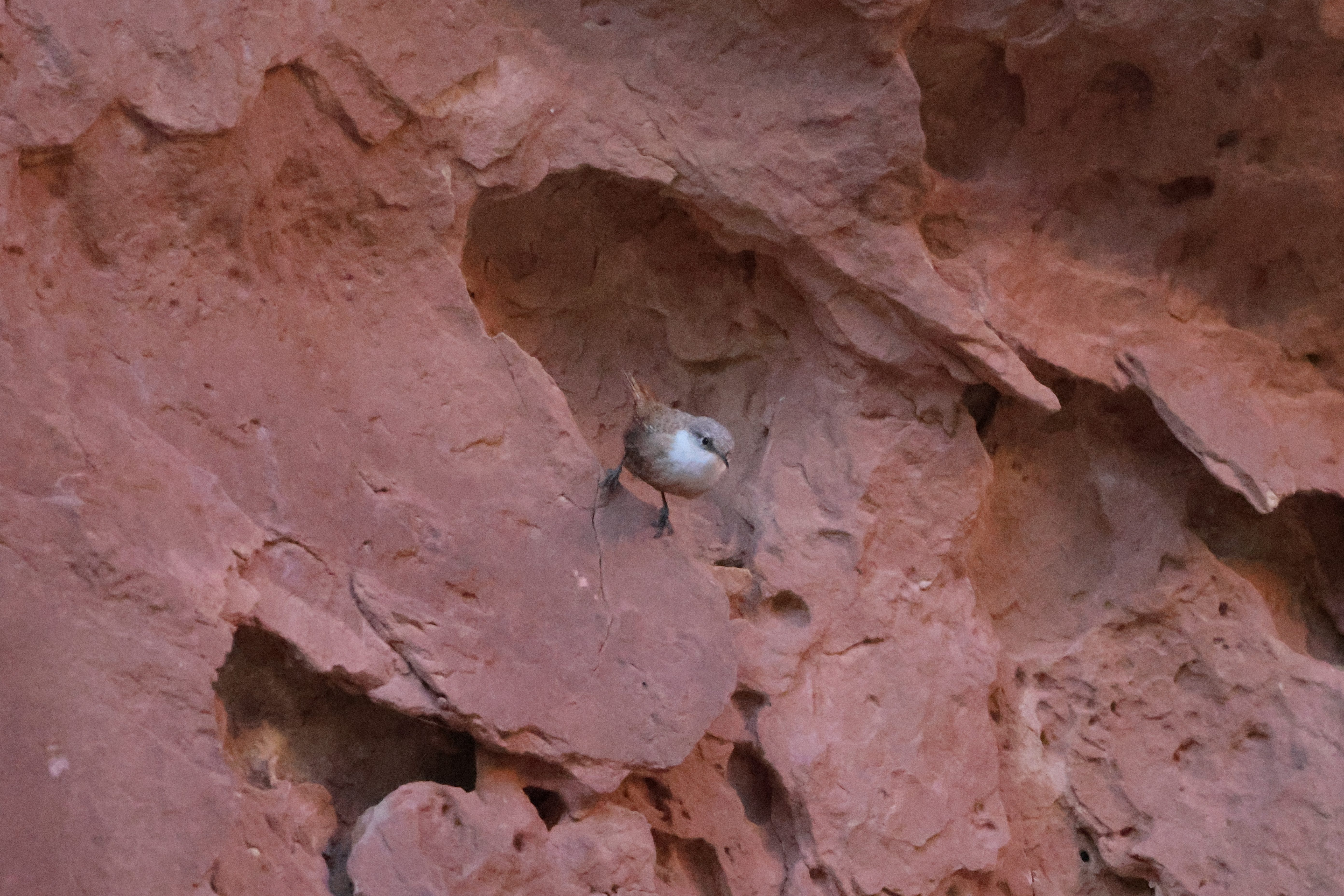 Canyon Wren