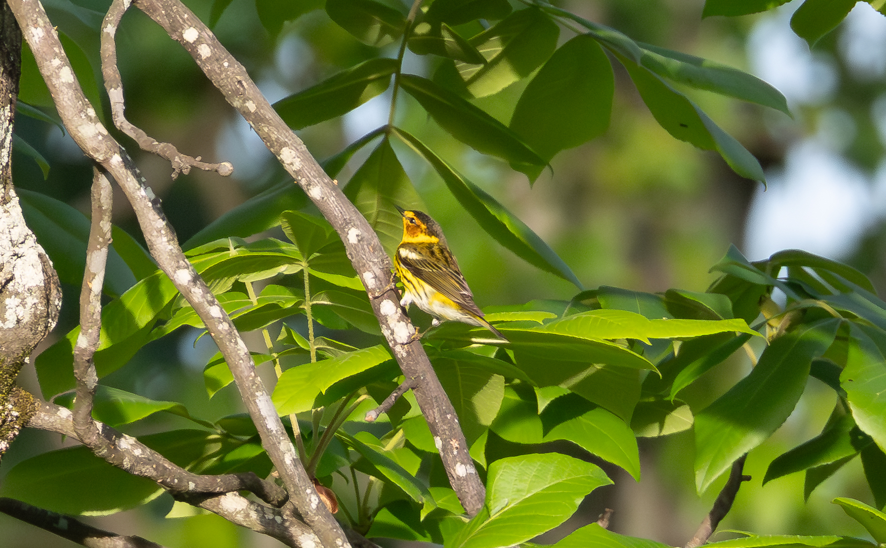 Cape May Warbler