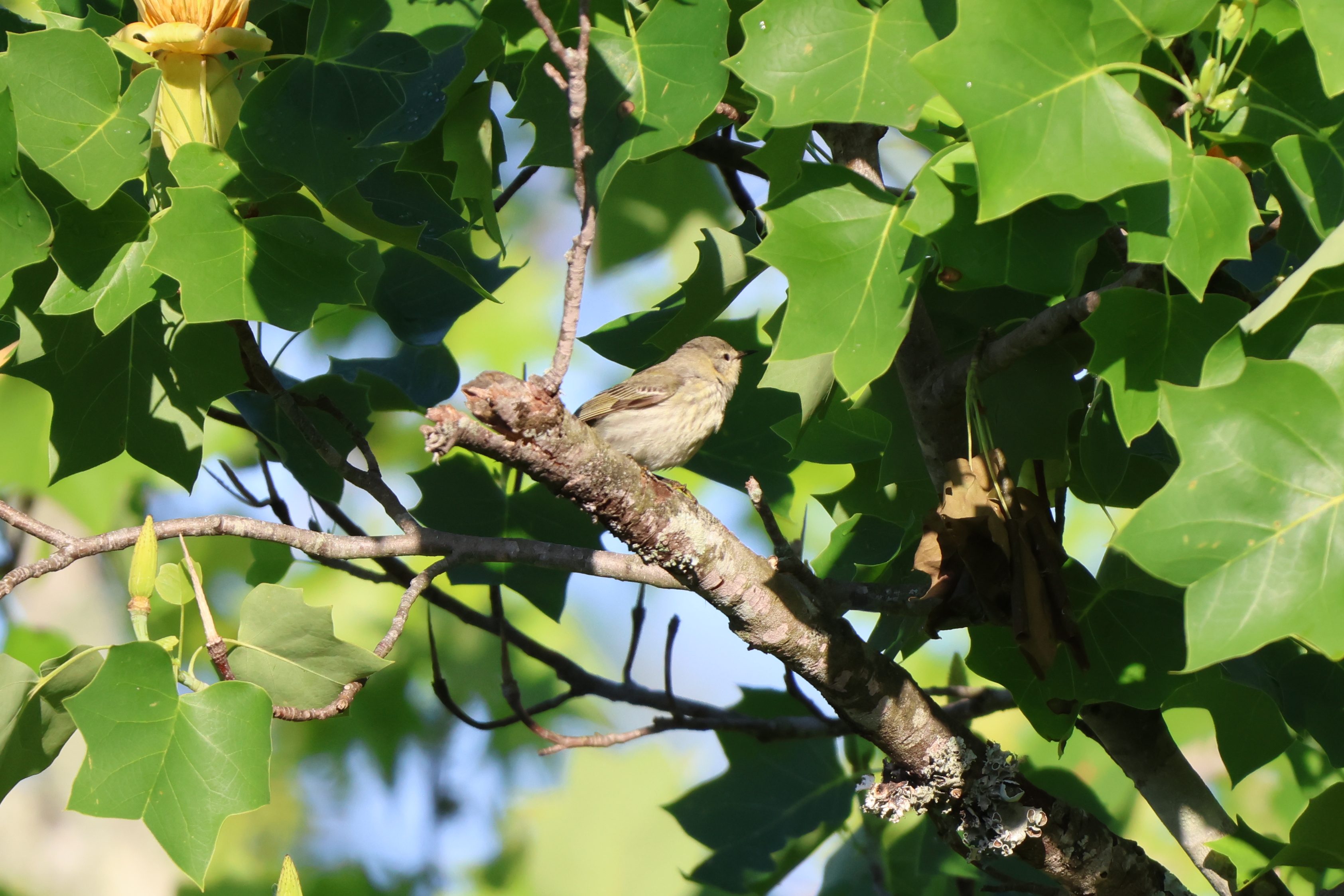 Cape May Warbler