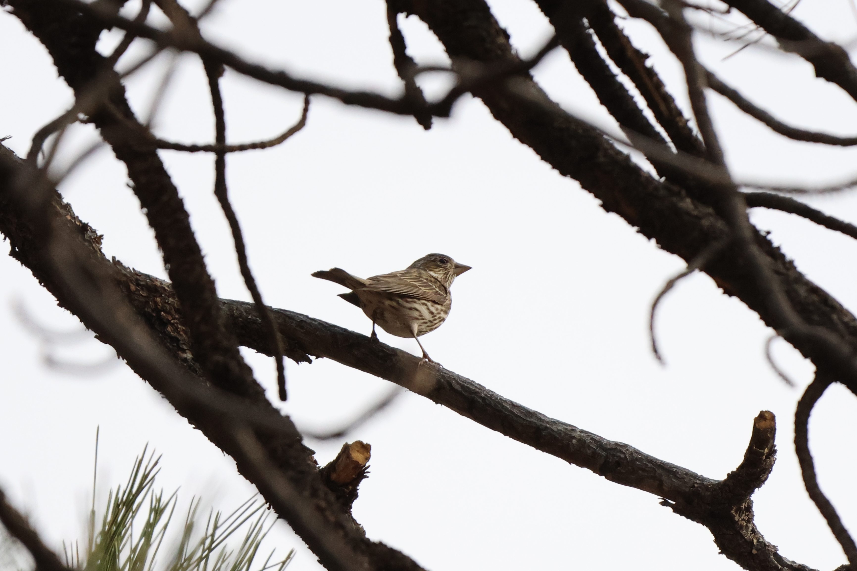 Cassin’s Finch