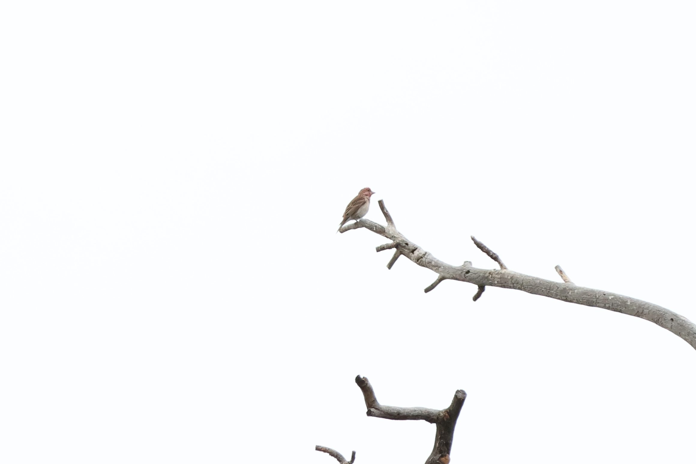 Cassin’s Finch