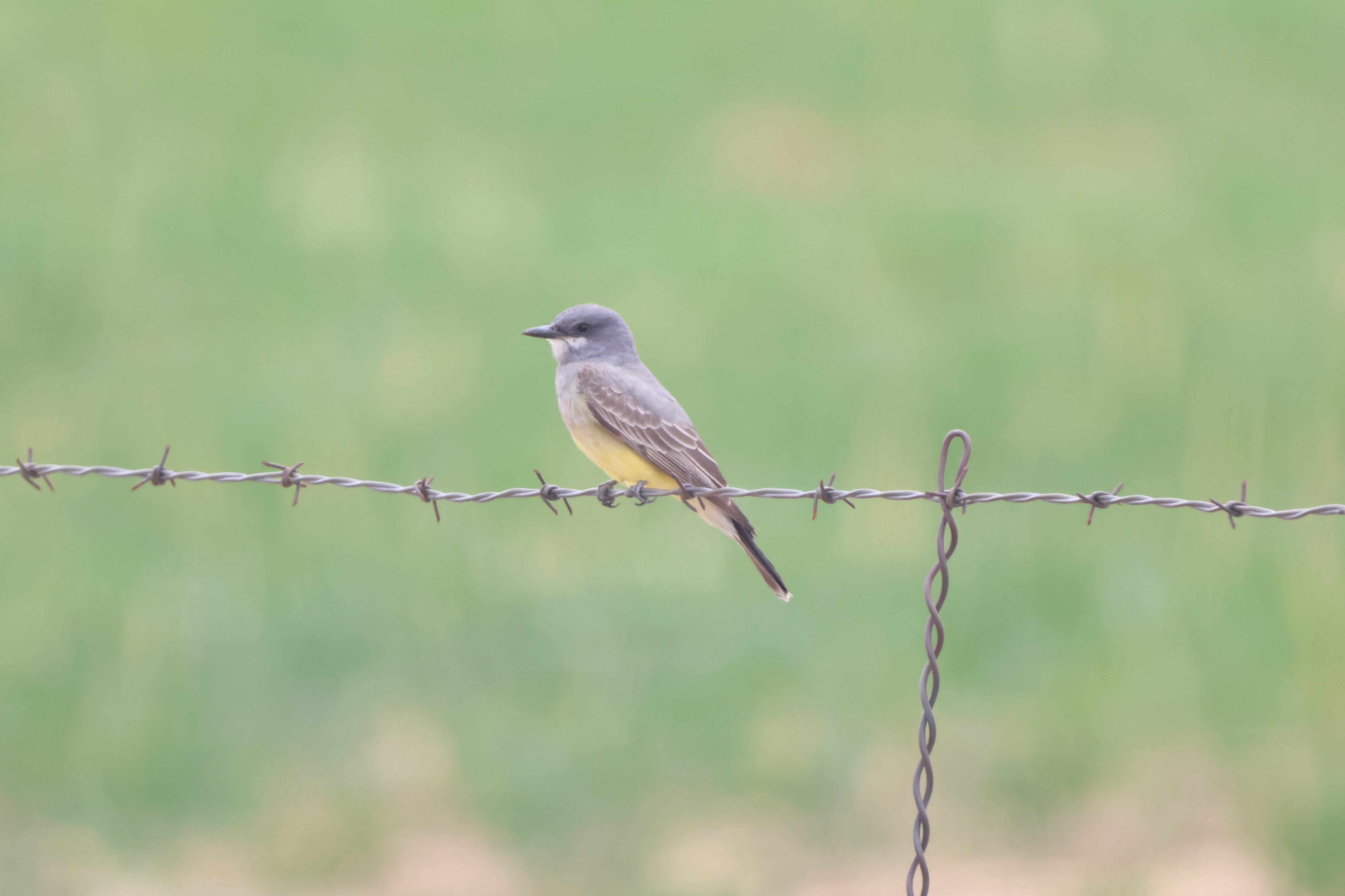 Cassin’s Kingbird