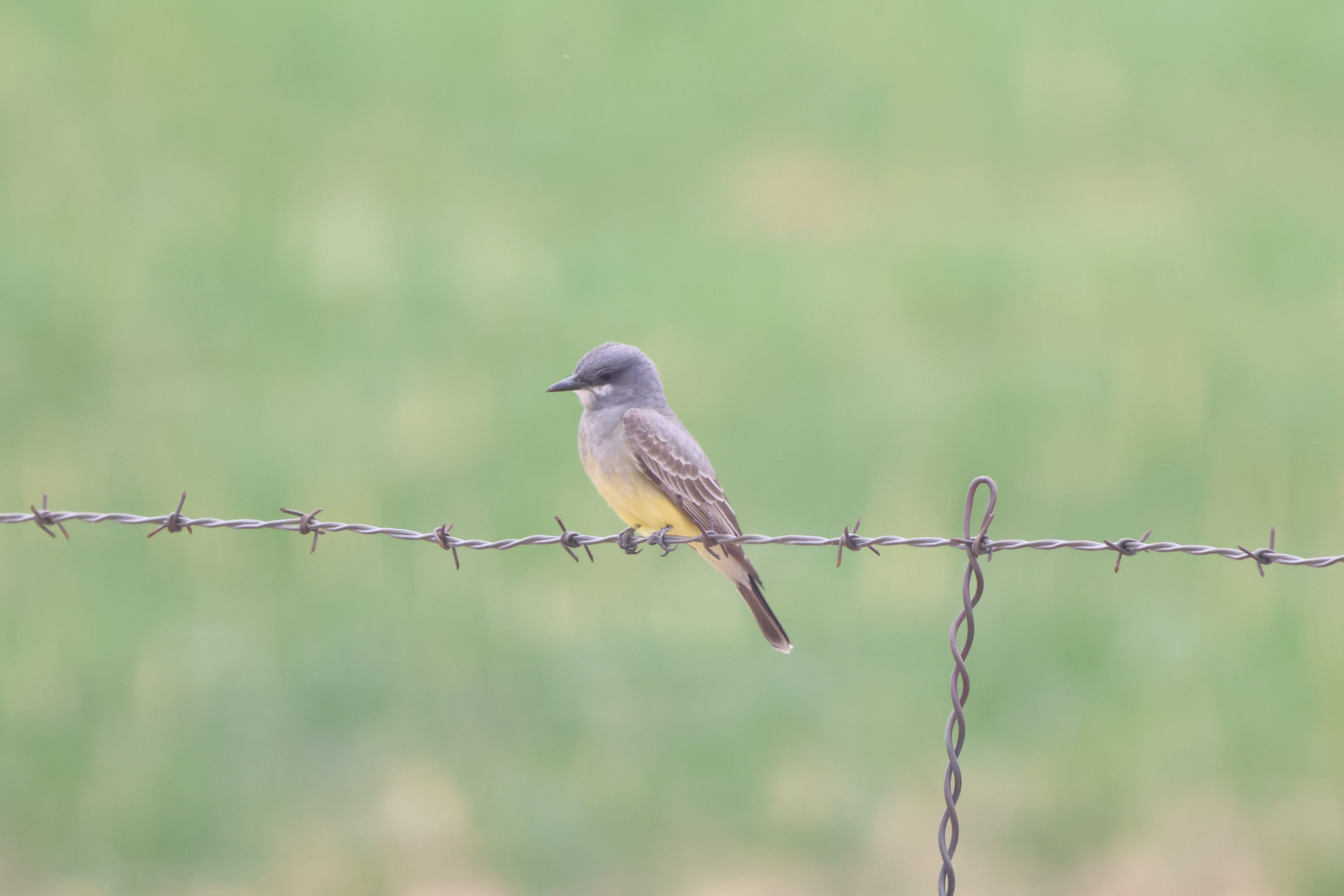 Cassin’s Kingbird