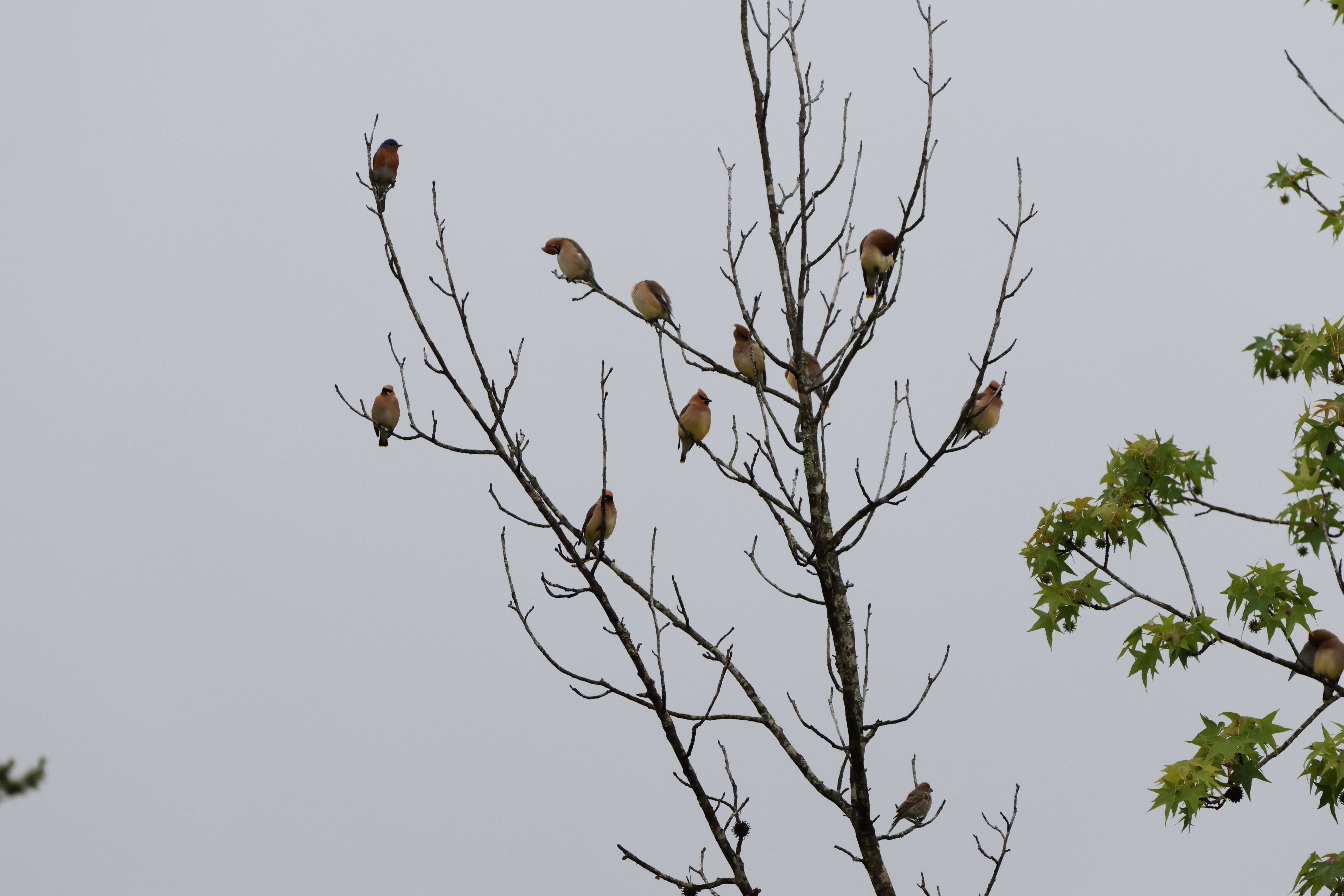 Cedar Waxwing