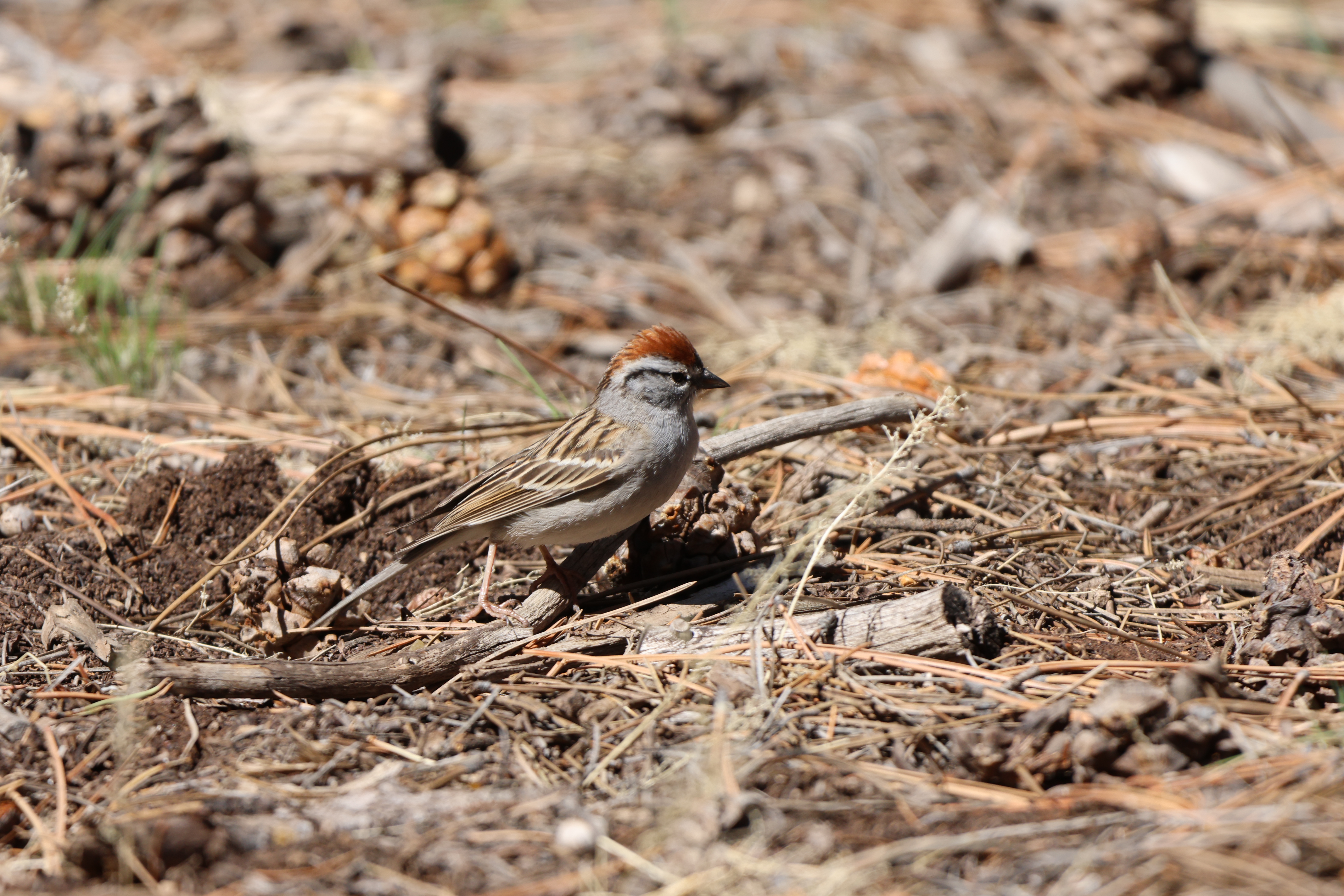 Chipping Sparrow
