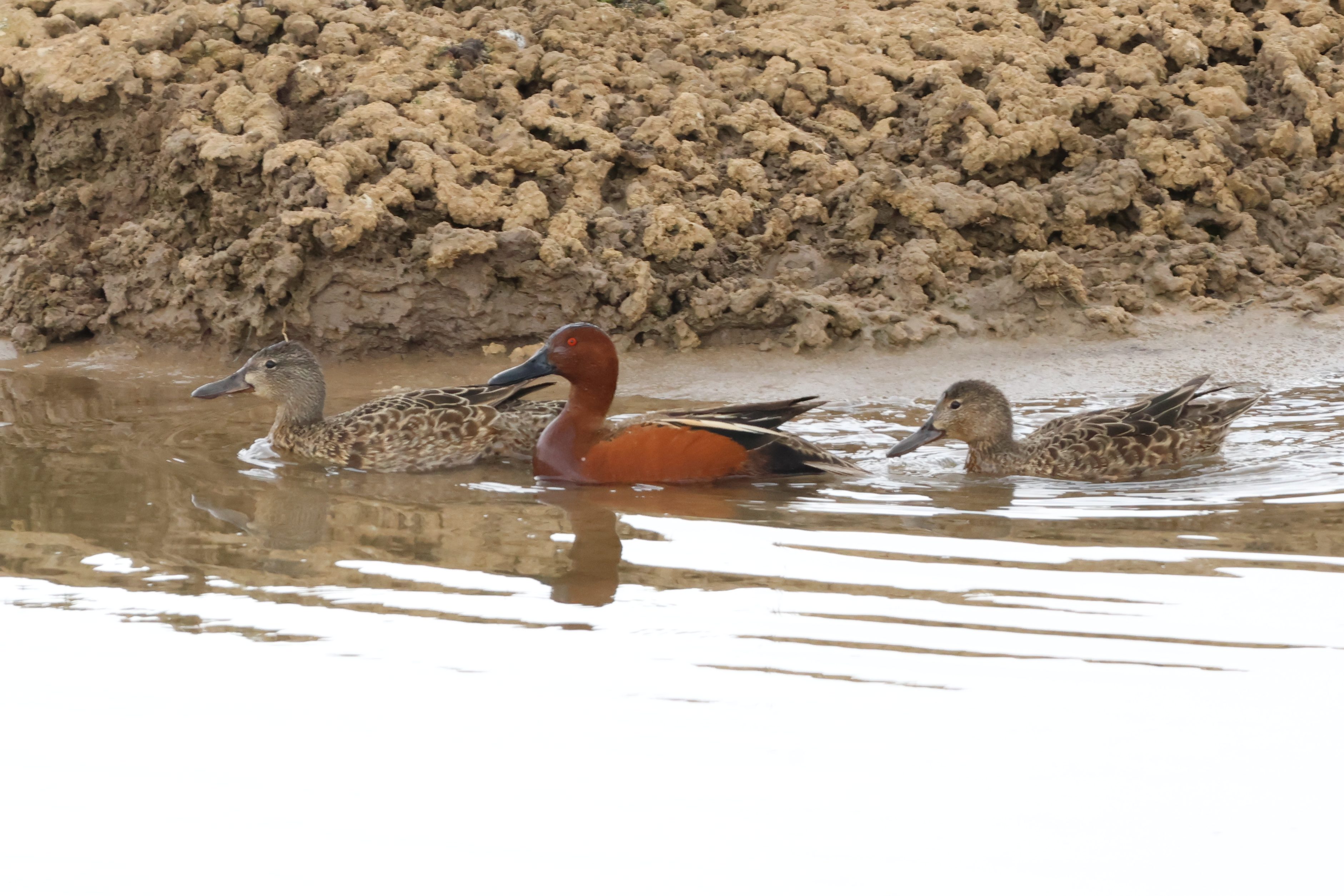 Cinnamon Teal