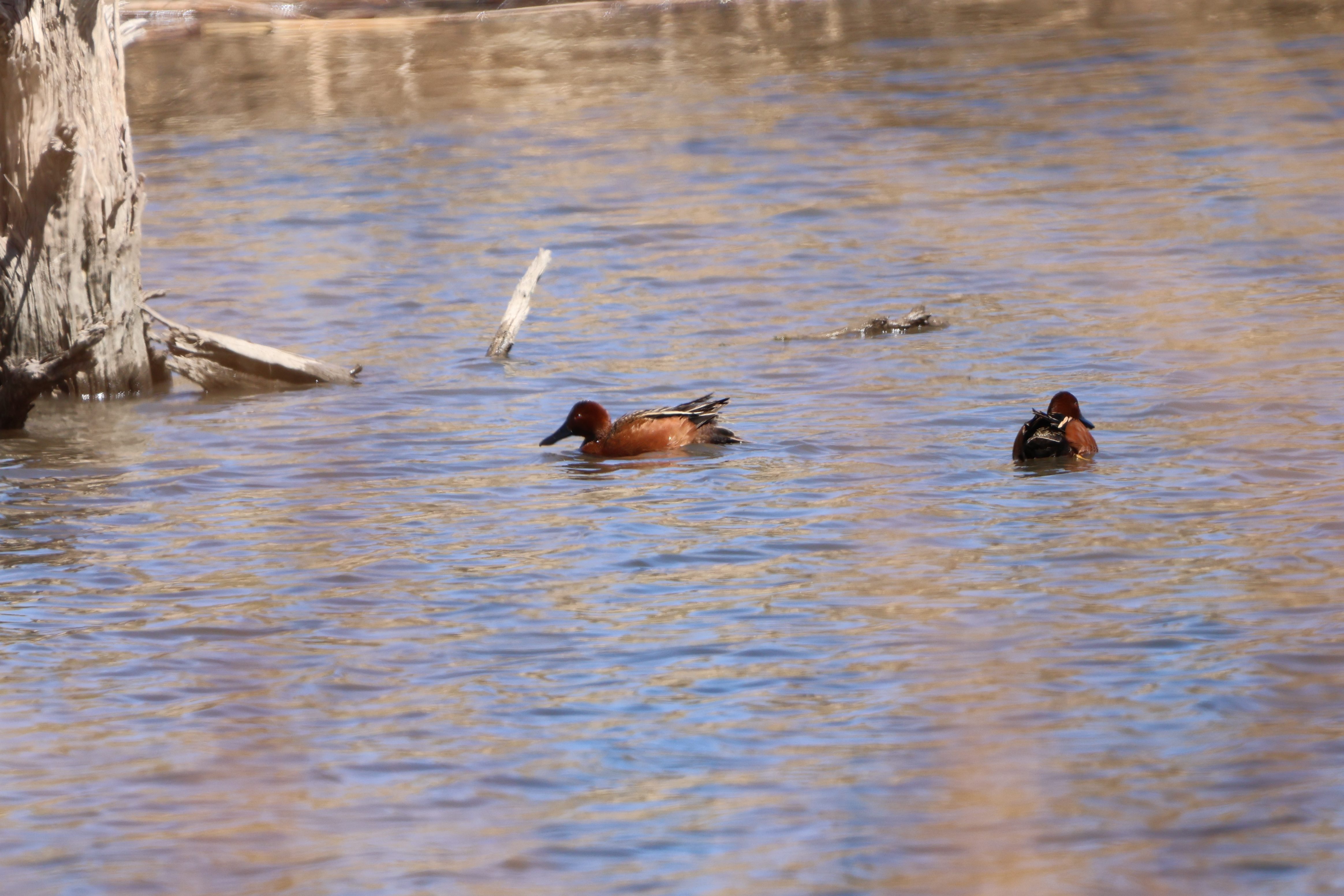 Cinnamon Teal