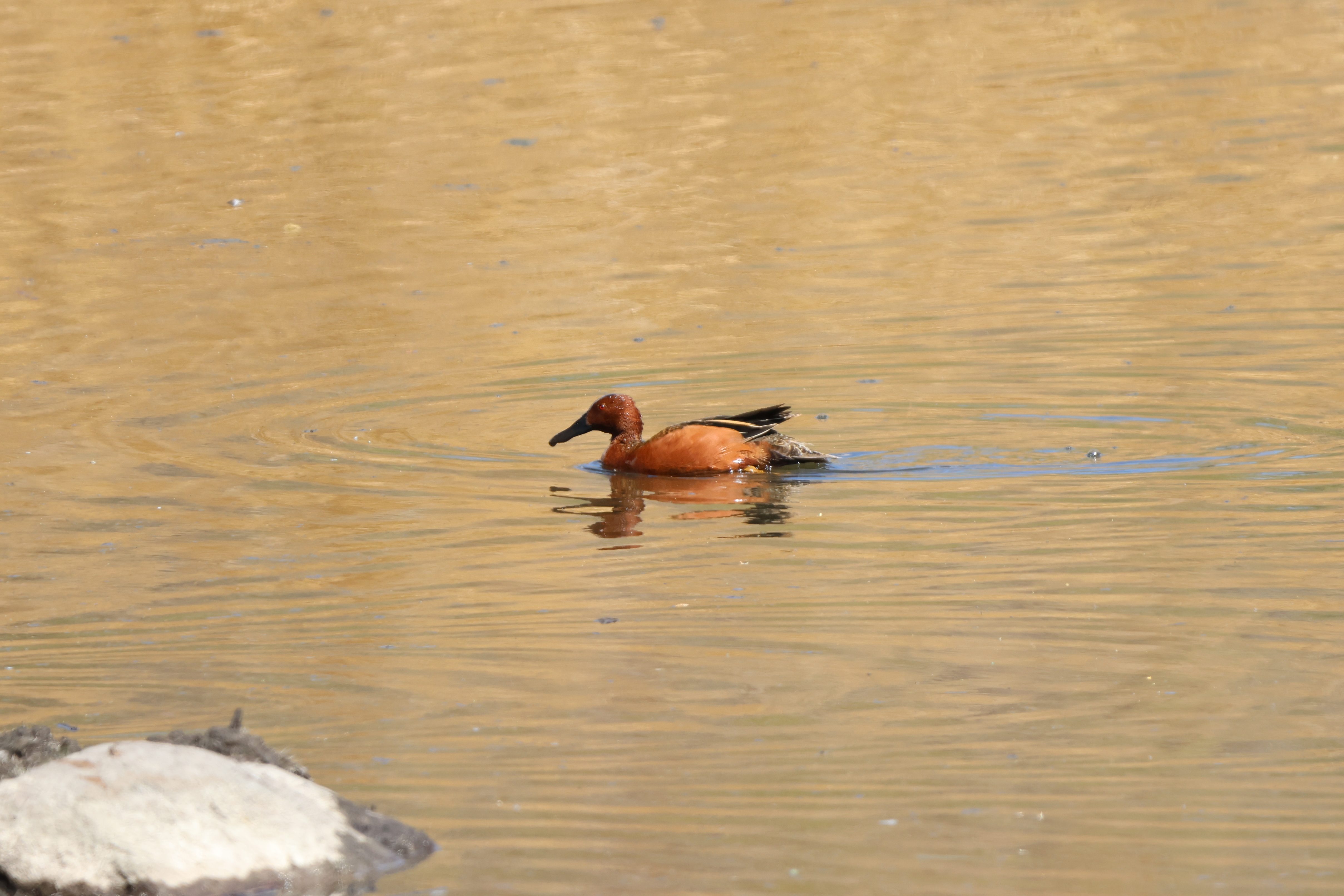 Cinnamon Teal