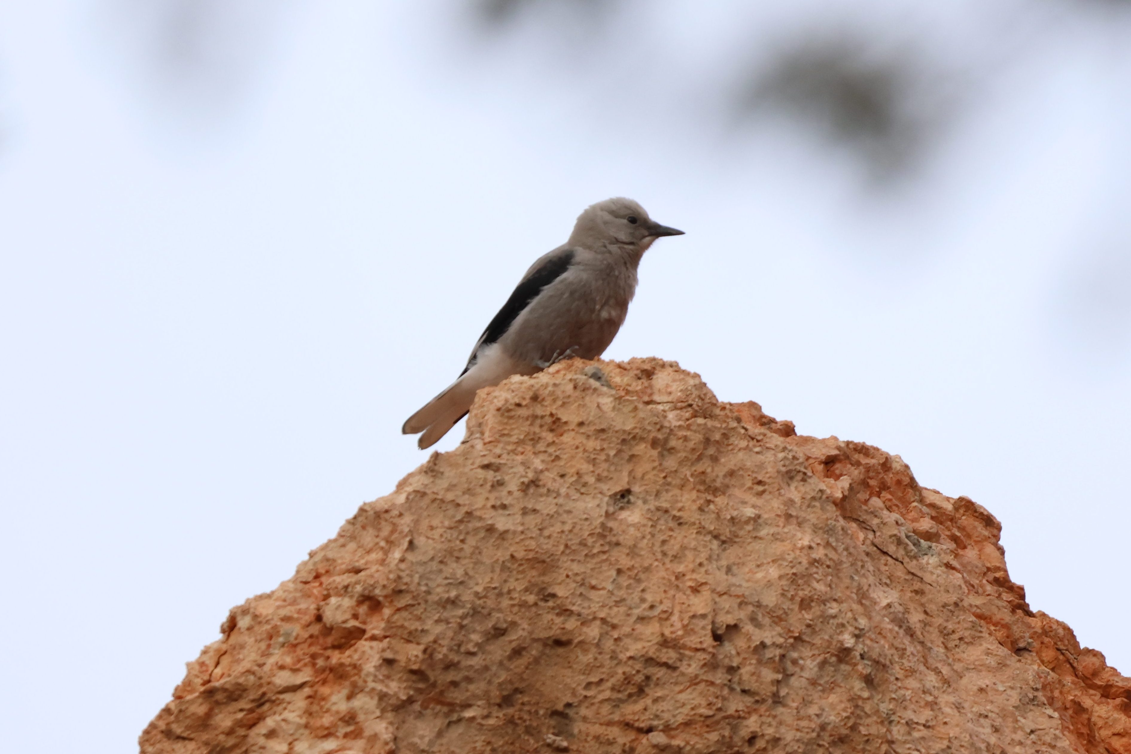 Clark’s Nutcracker