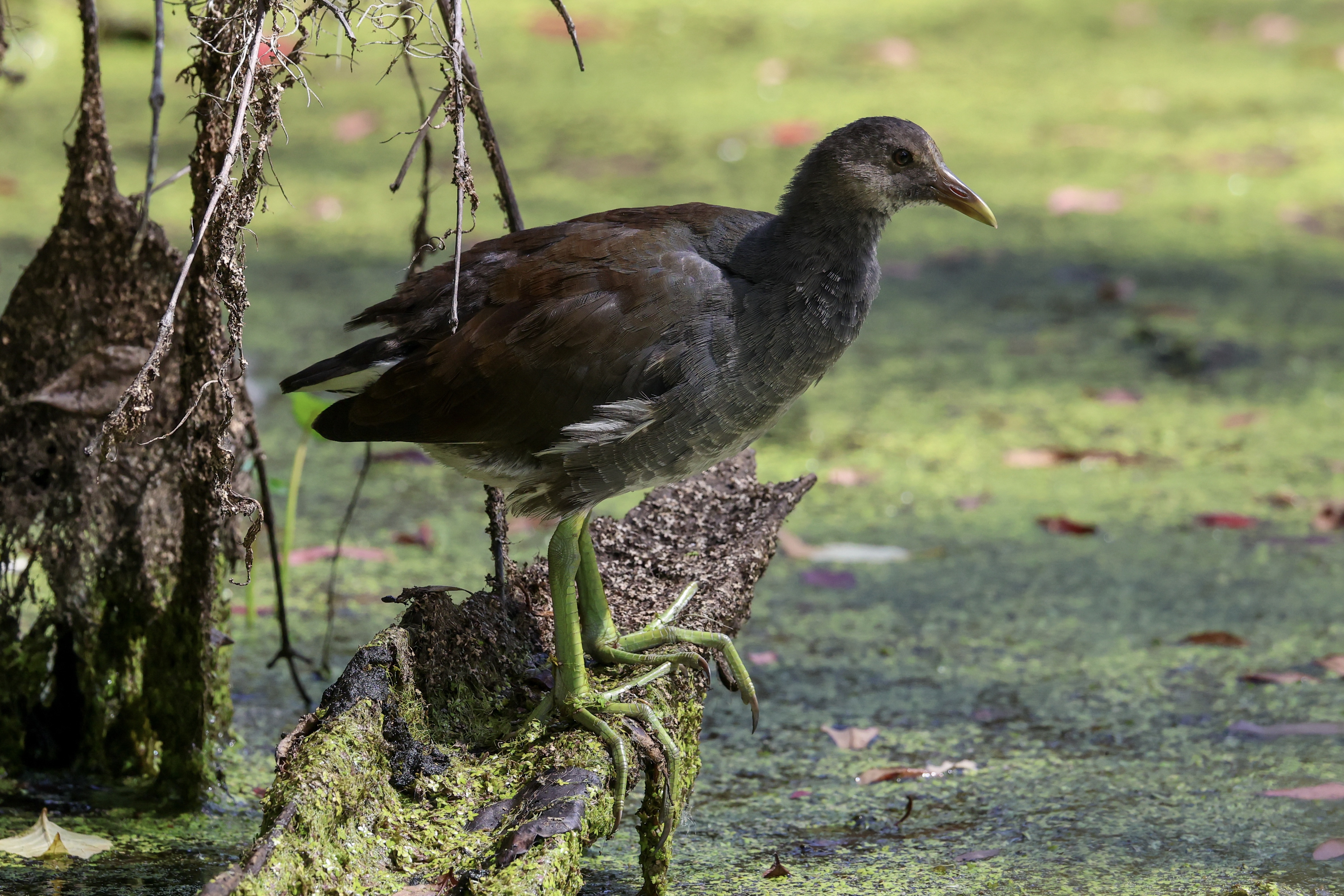 Common Gallinule