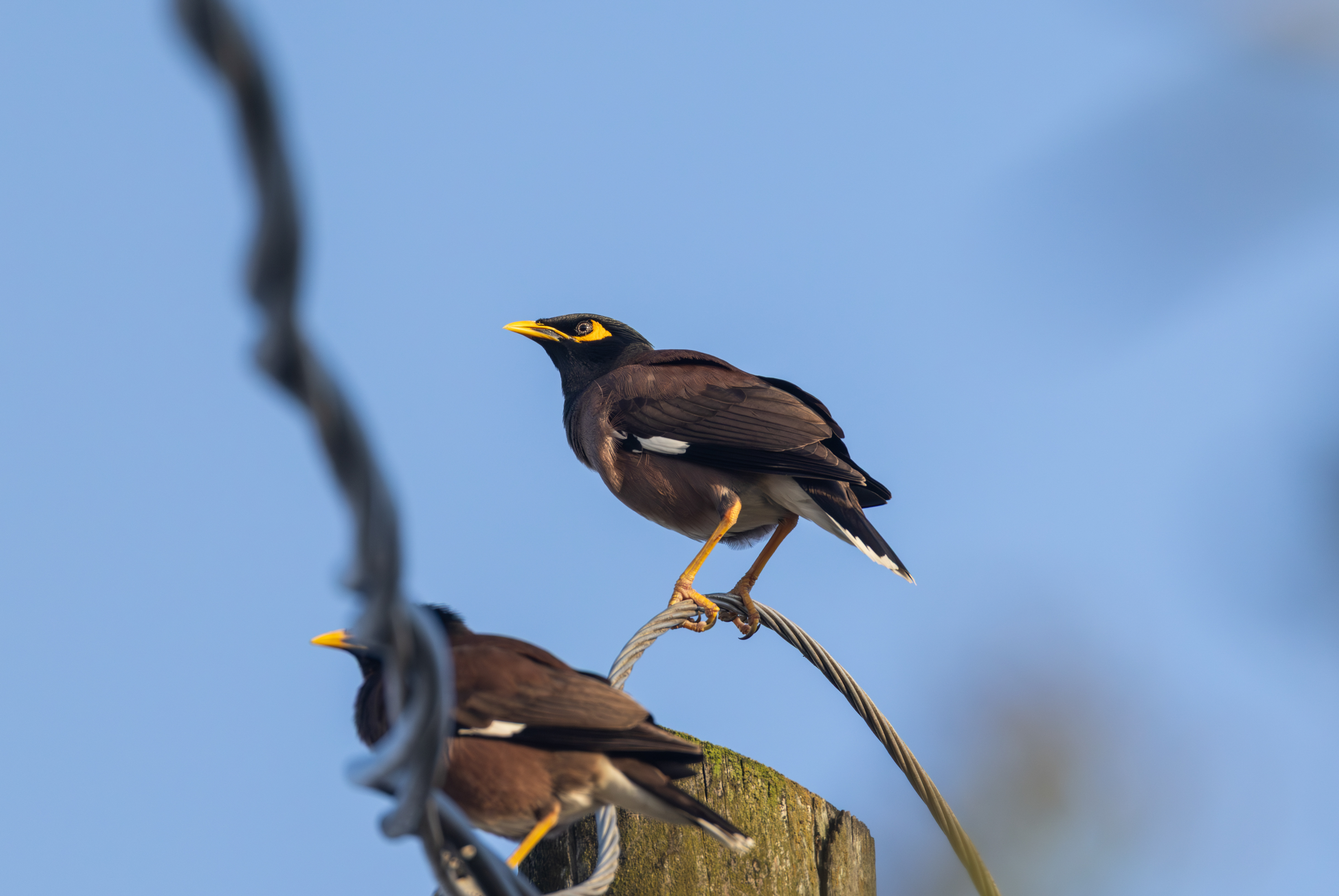 Common Myna