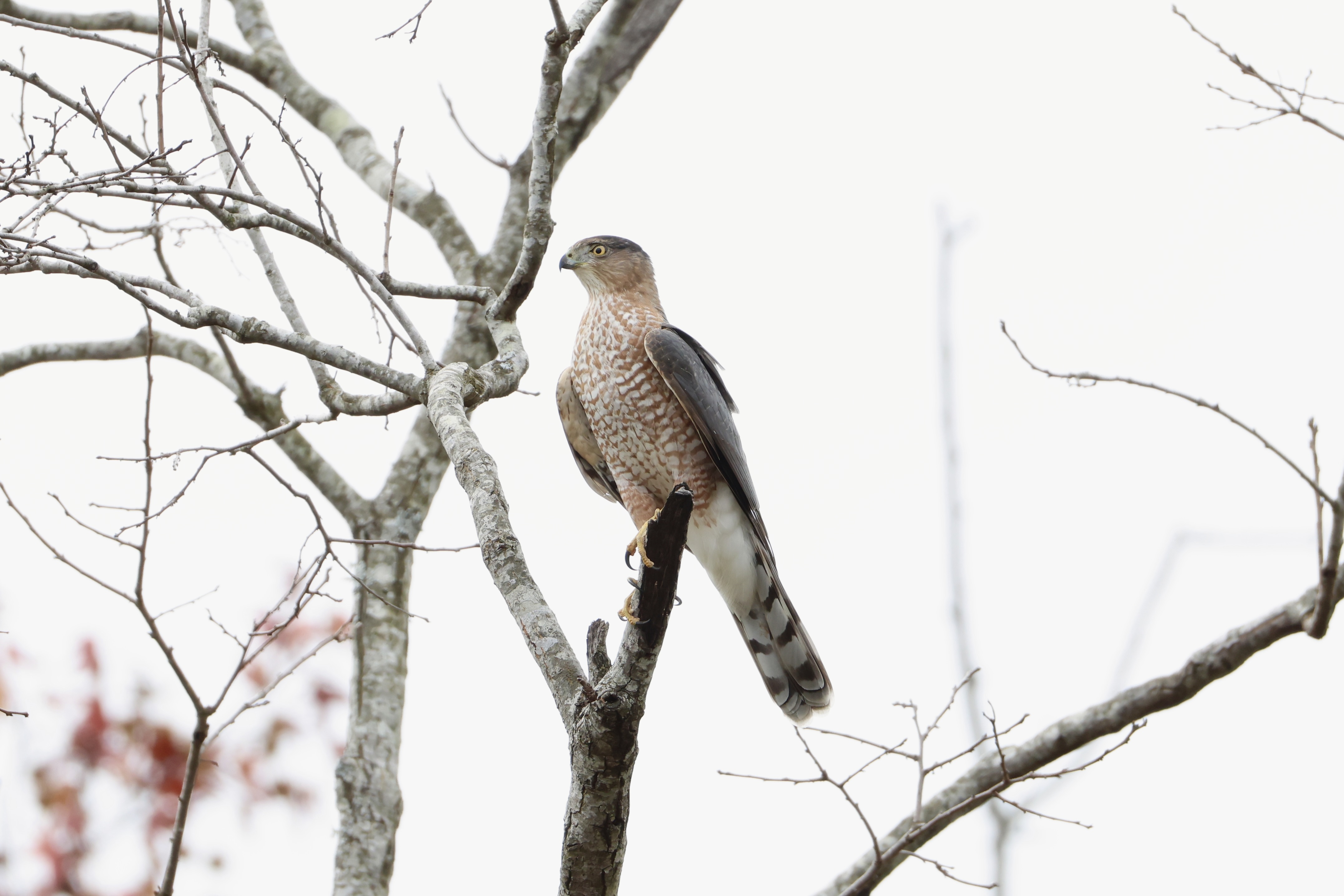 Cooper’s Hawk