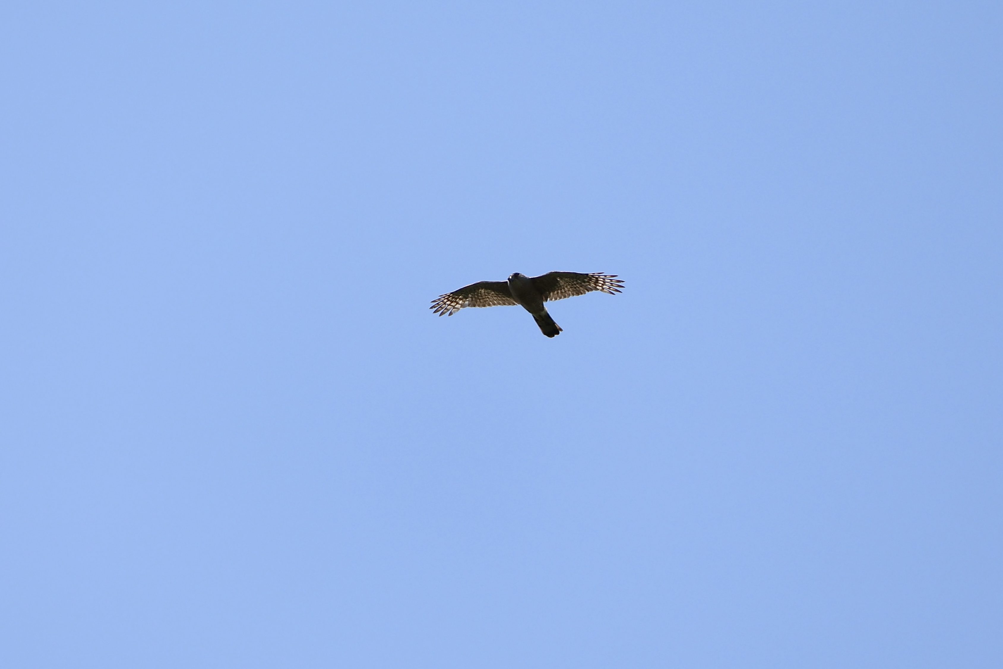 Cooper’s Hawk