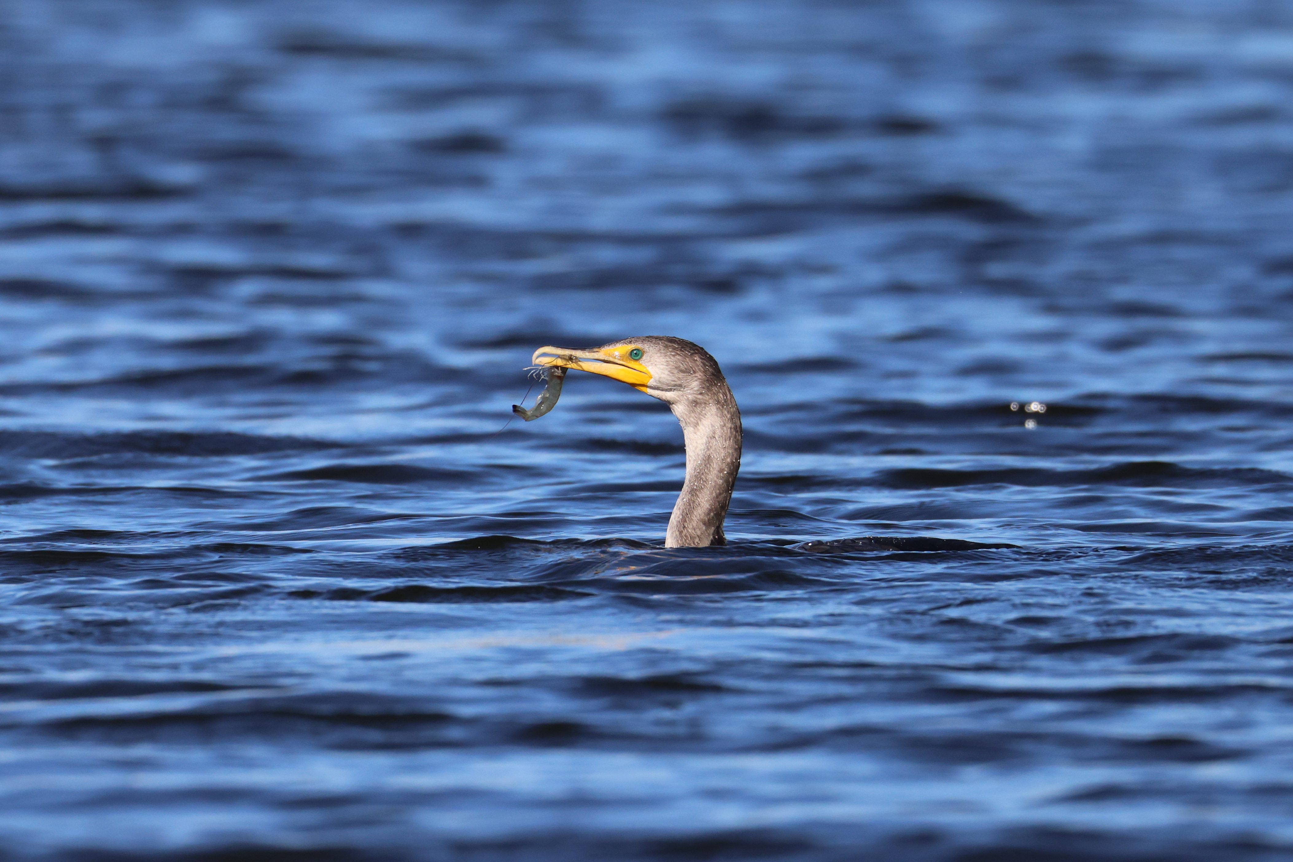 Double-crested Cormorant