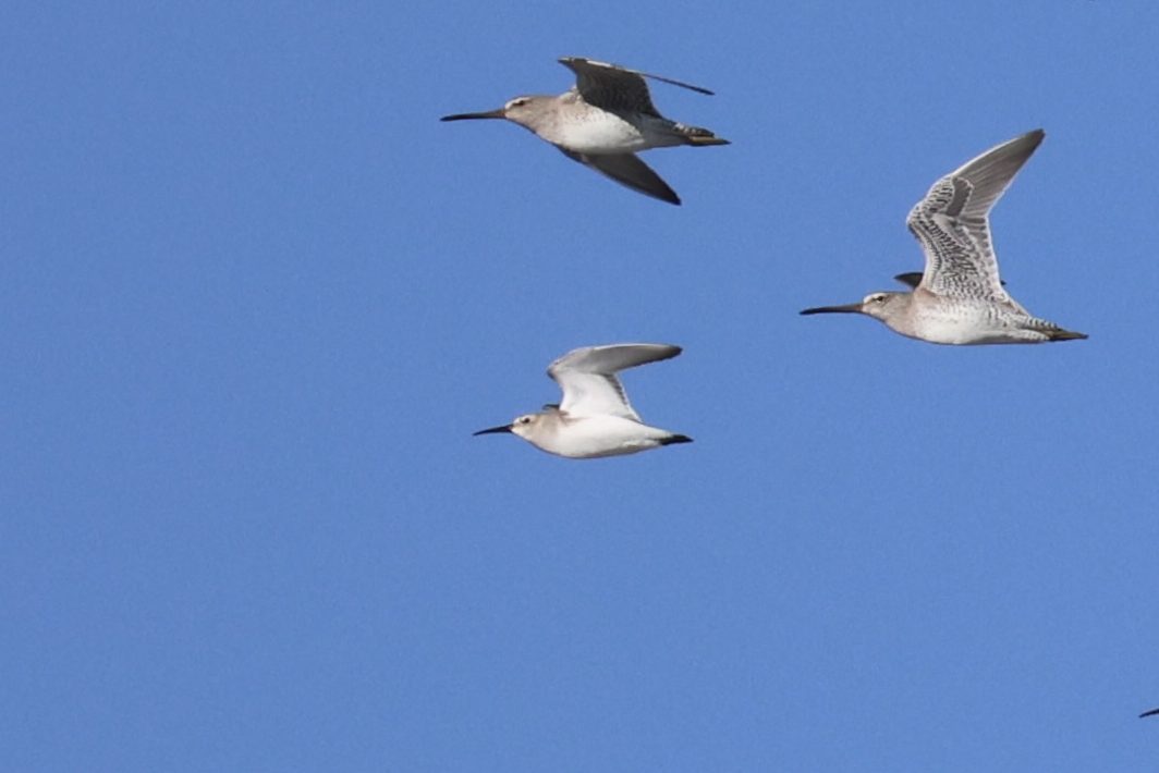 Dunlin
