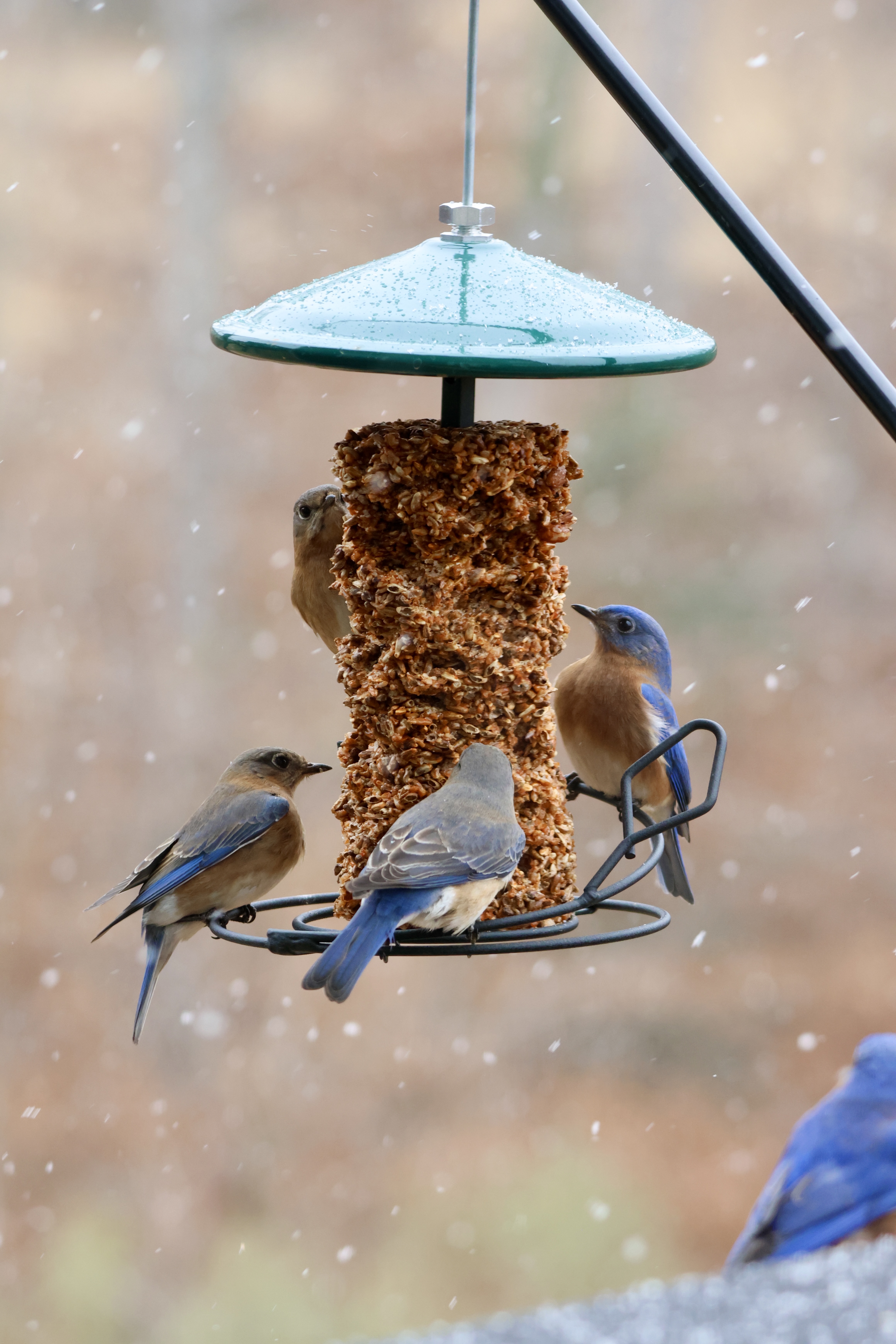 Eastern Bluebird
