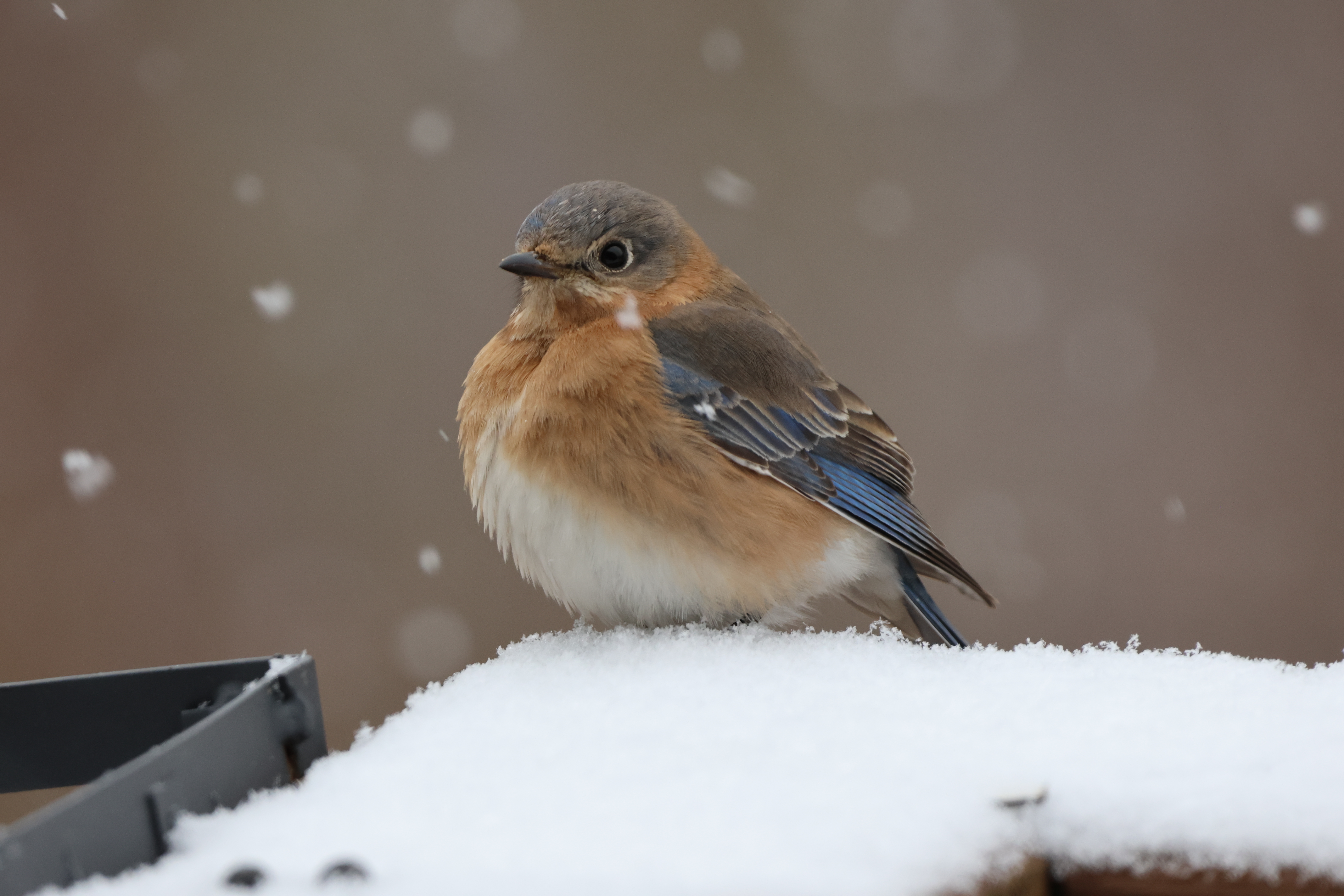 Eastern Bluebird