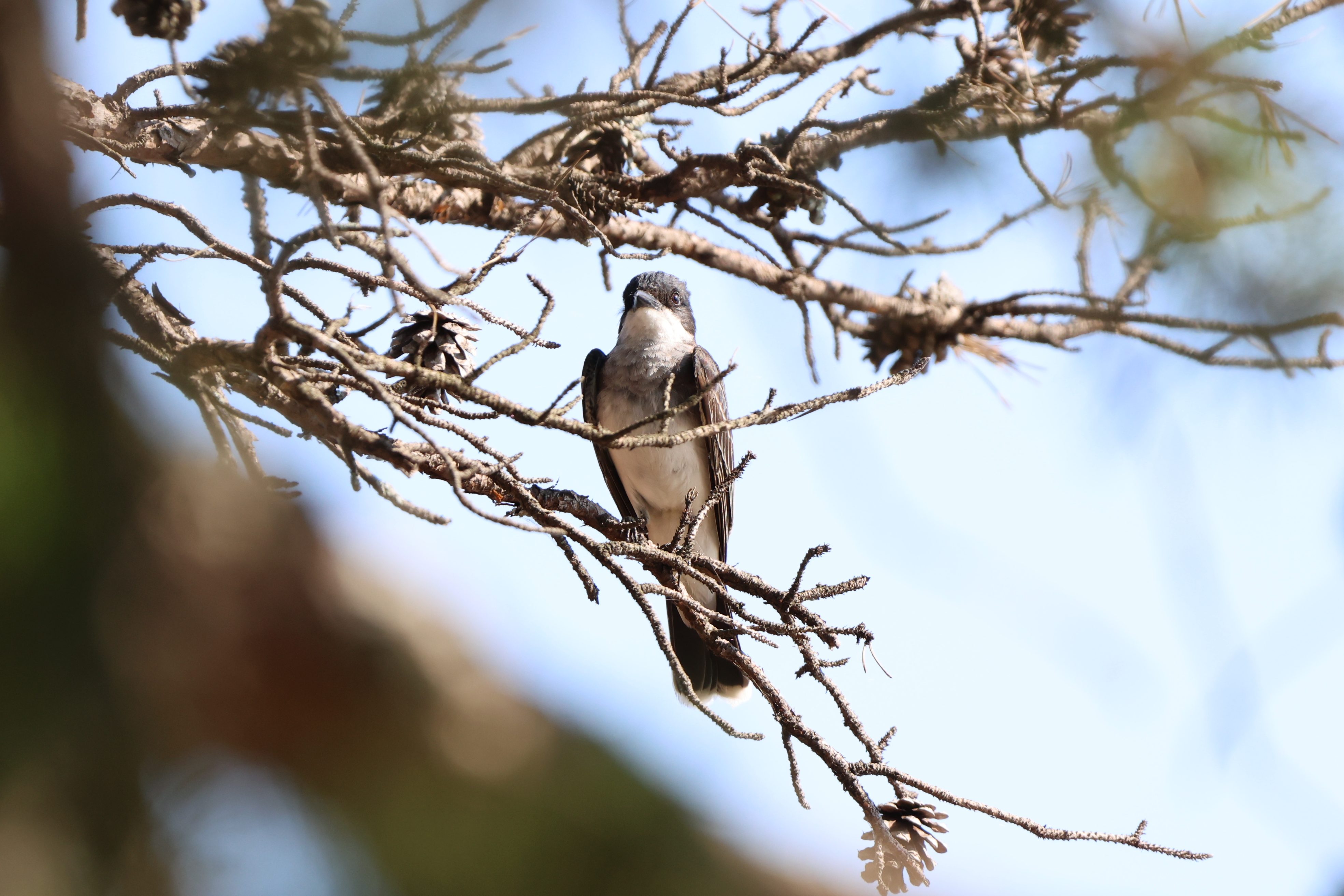 Eastern Kingbird