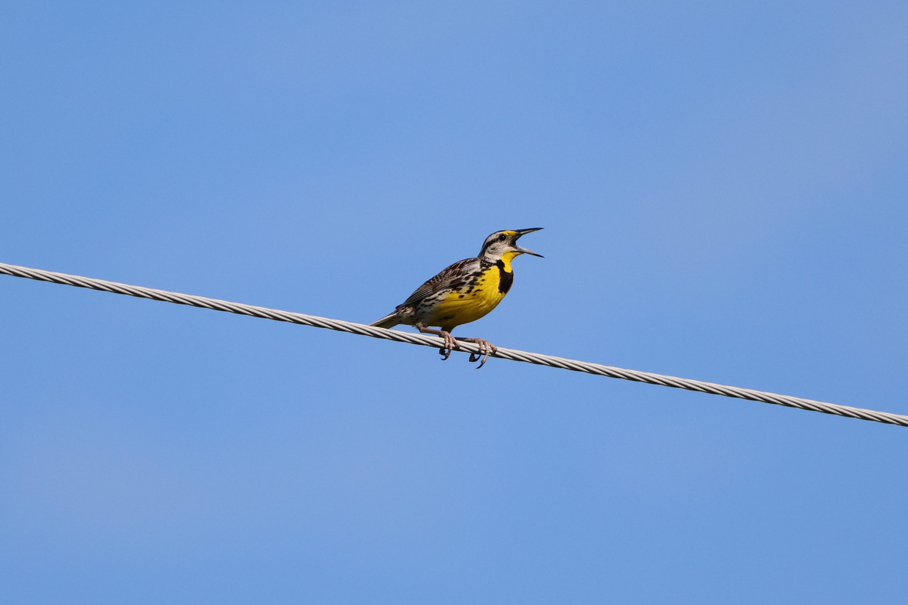 Eastern Meadowlark