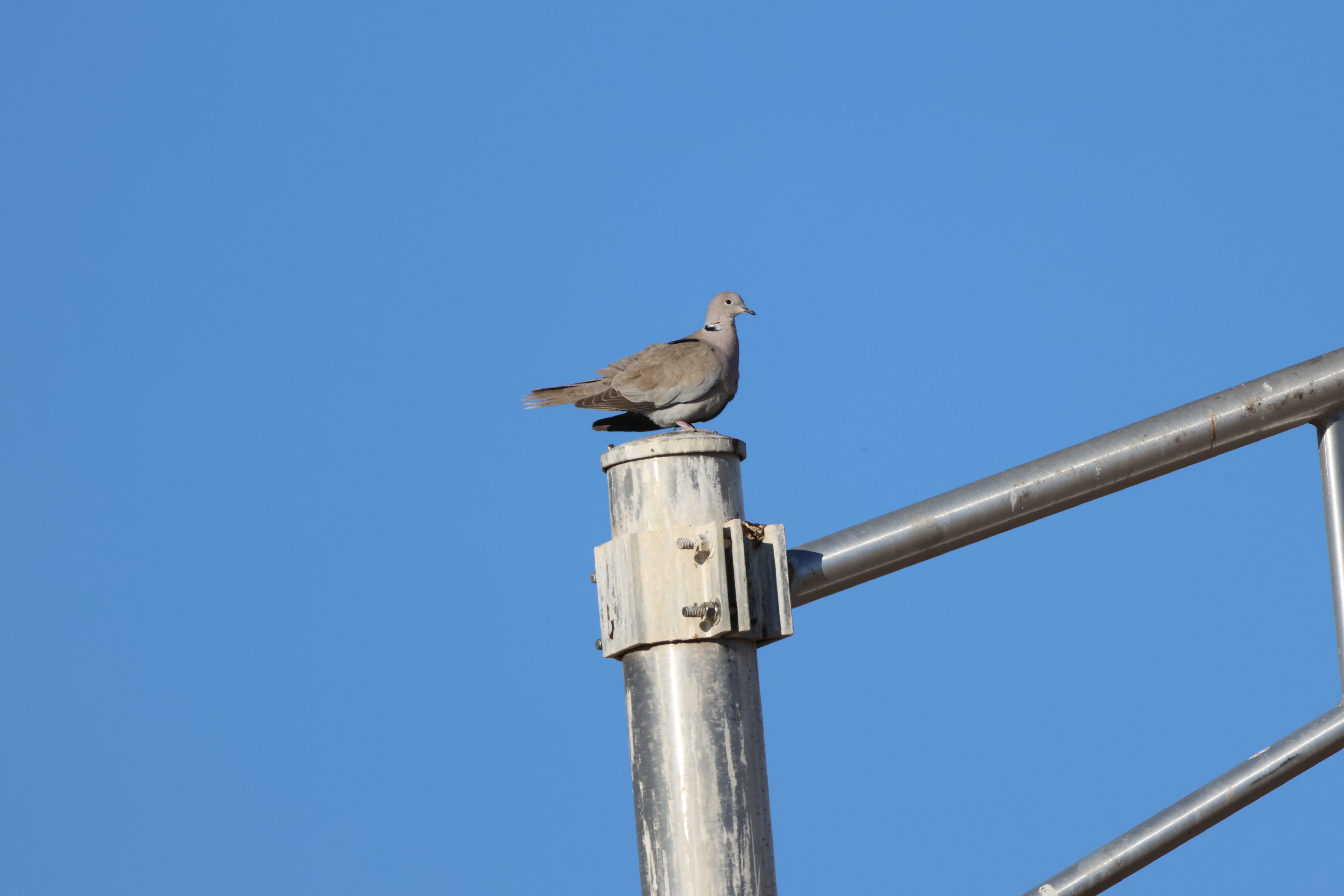 Eurasian Collared-Dove