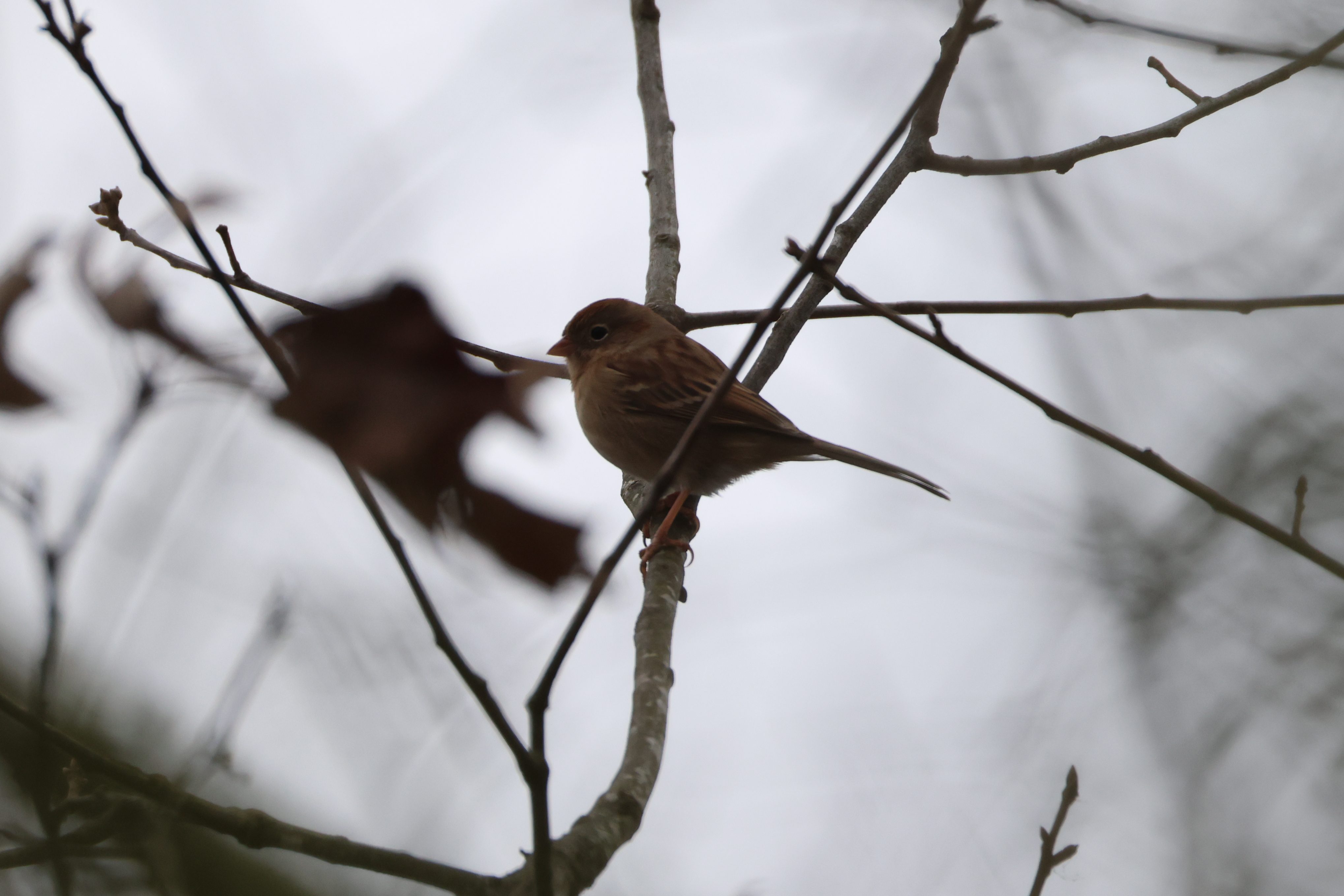 Field Sparrow