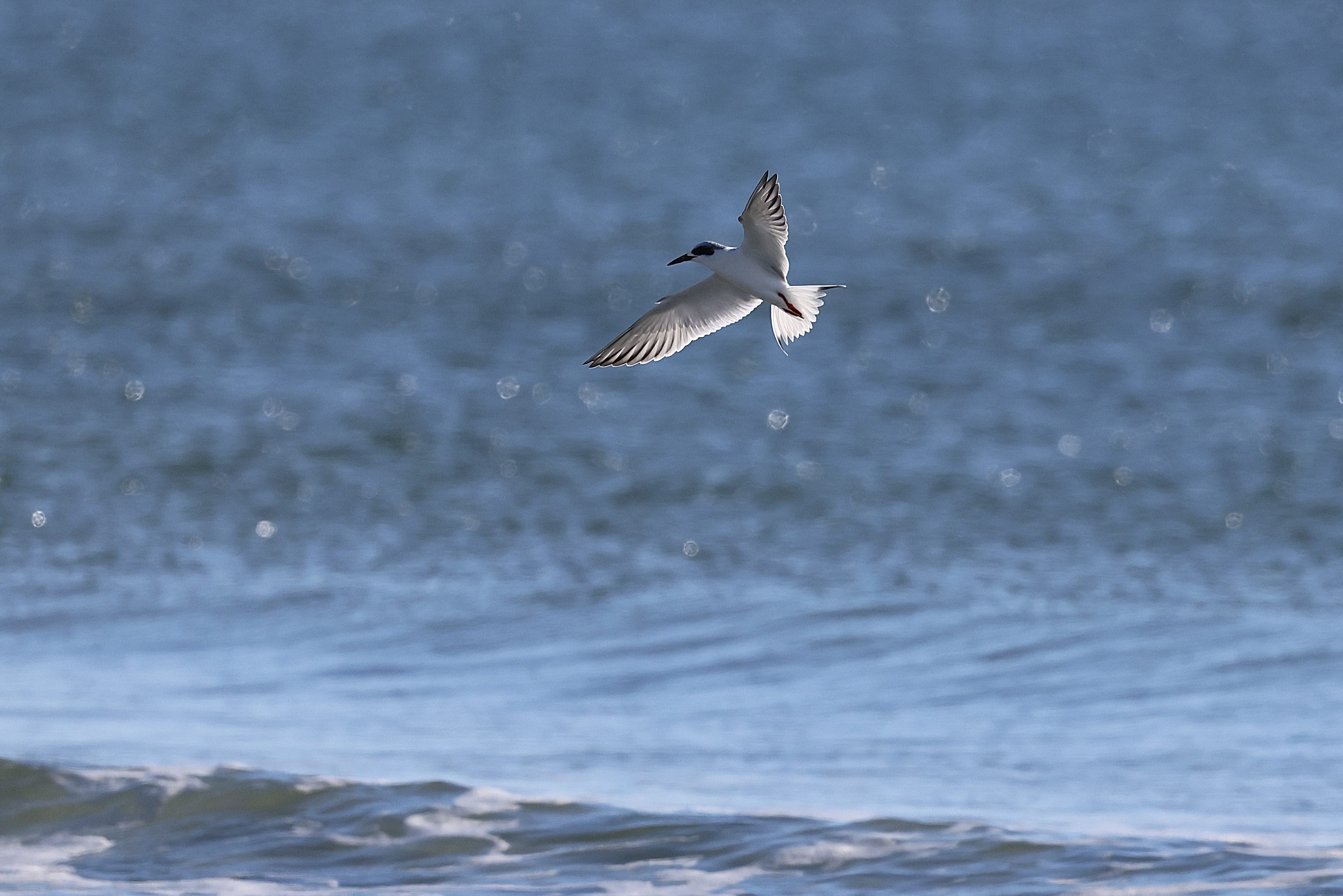 Forster’s Tern