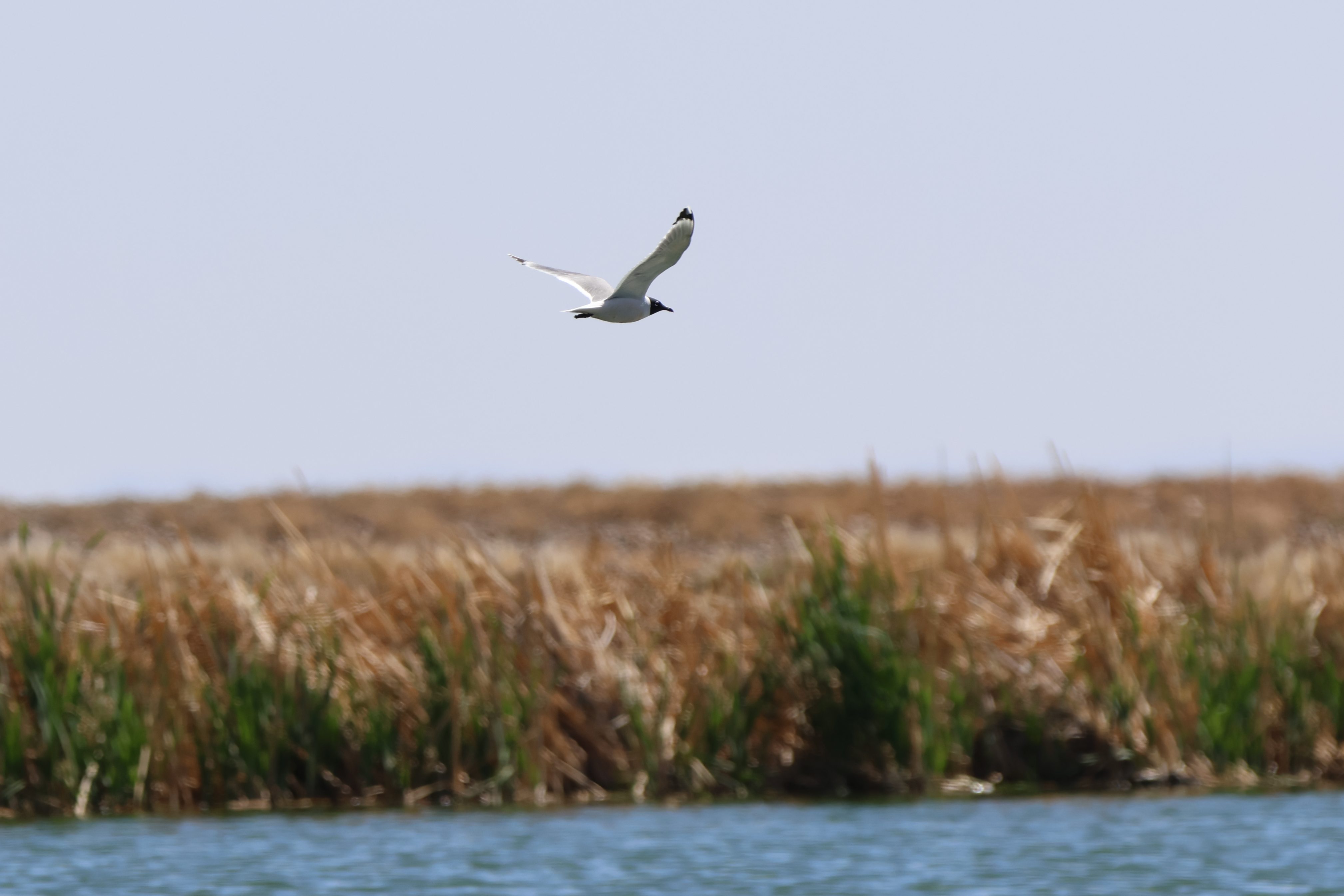 Franklin’s Gull