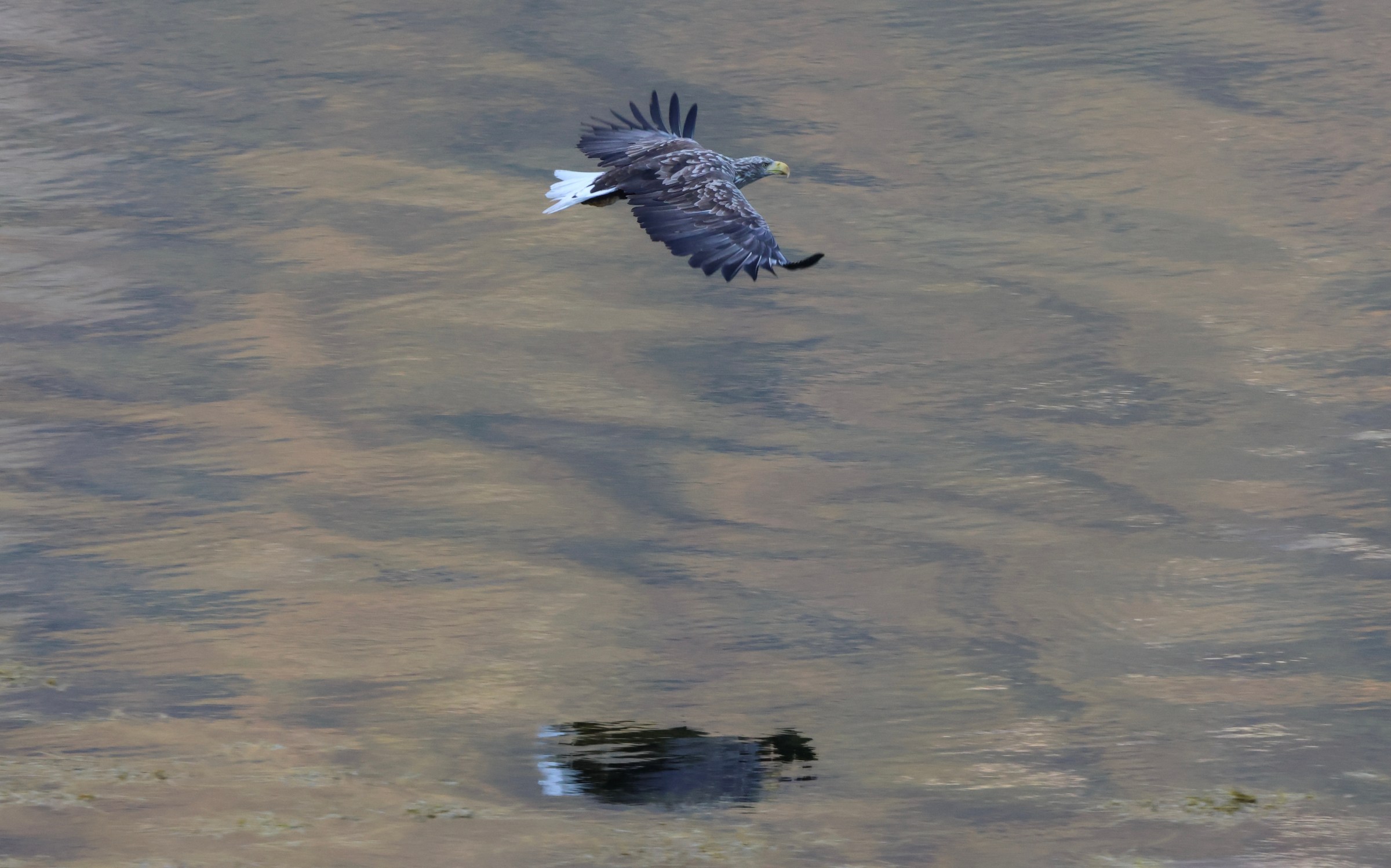 White-tailed Eagle