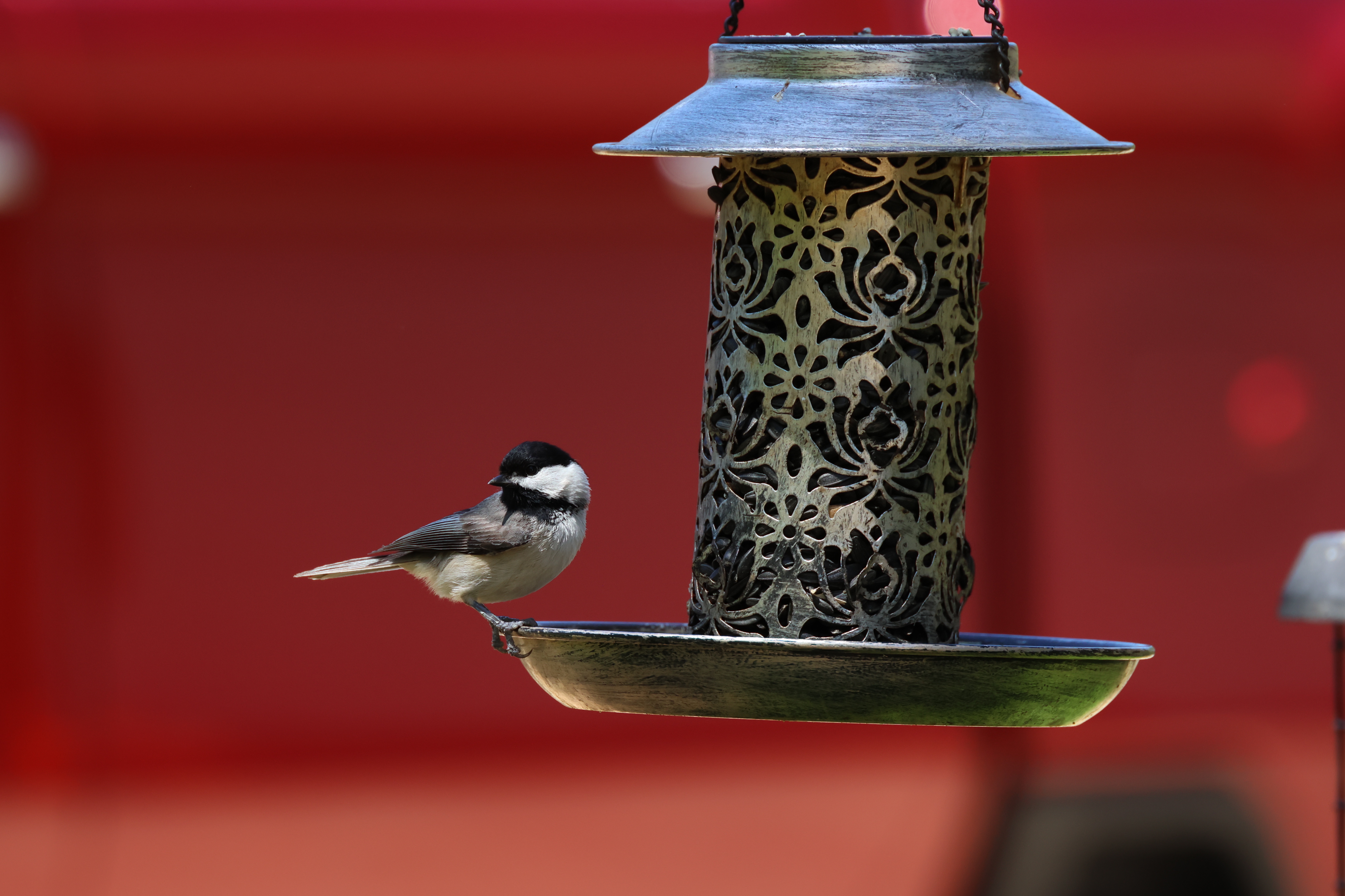 Carolina Chickadee
