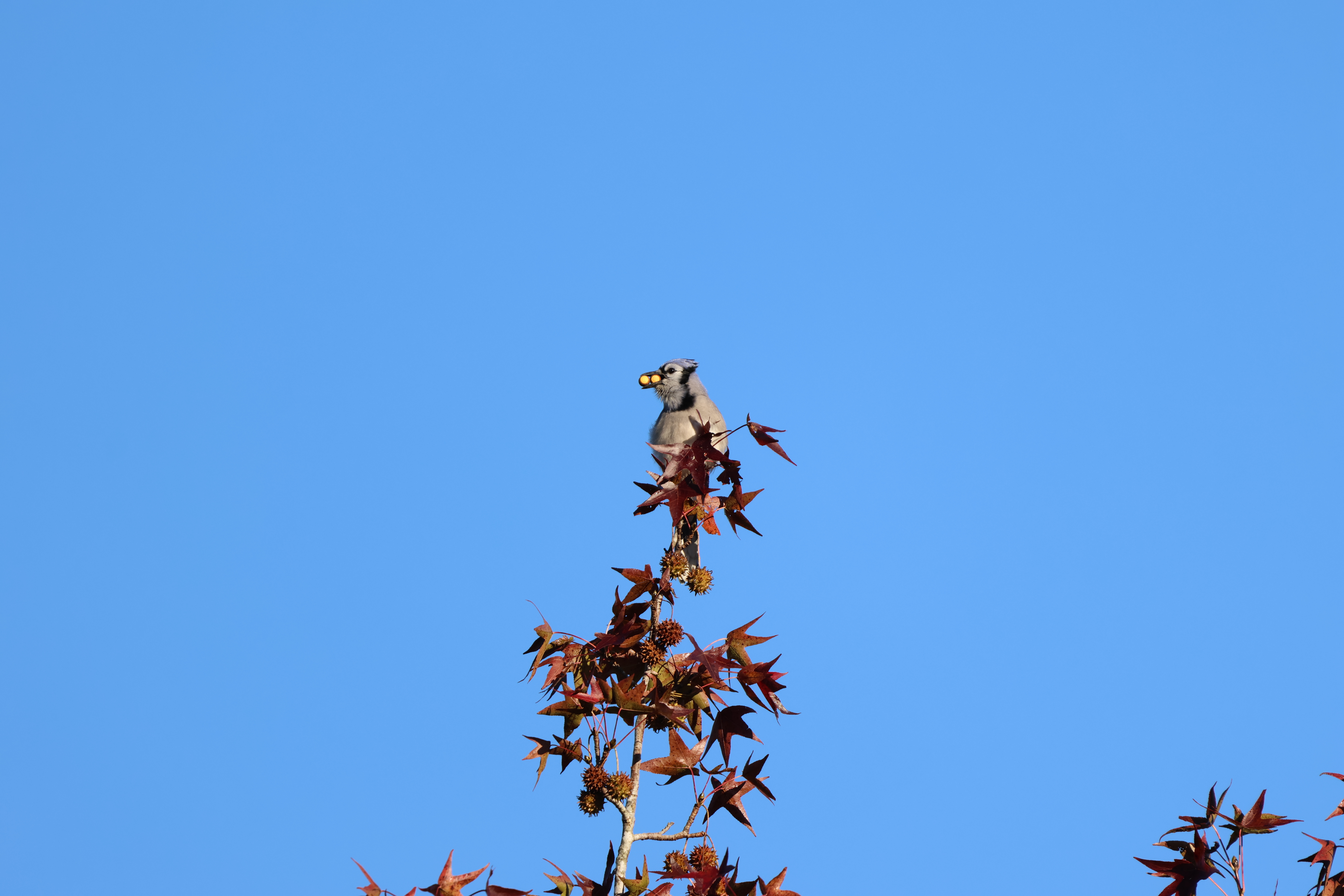 Blue Jay