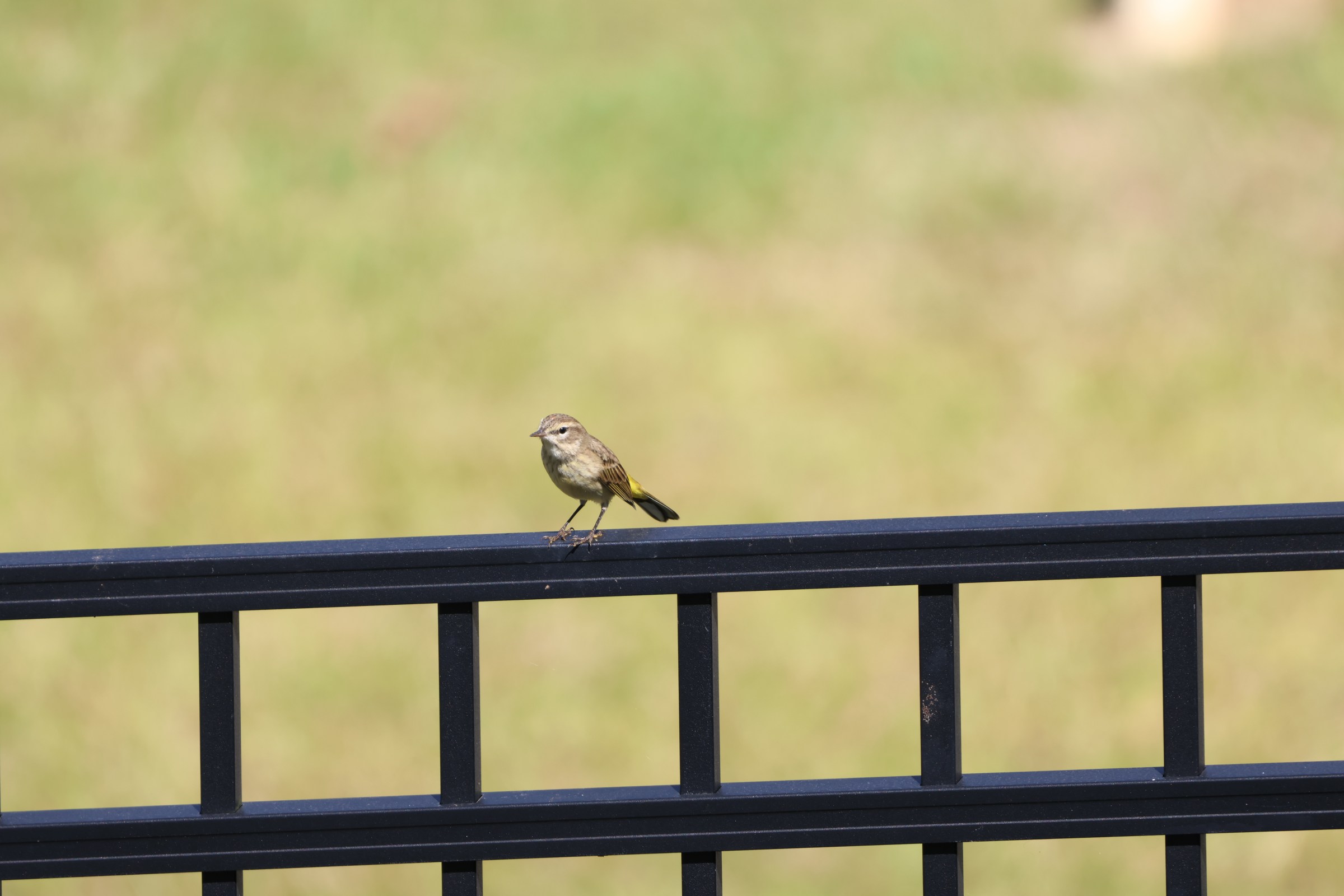 Palm Warbler