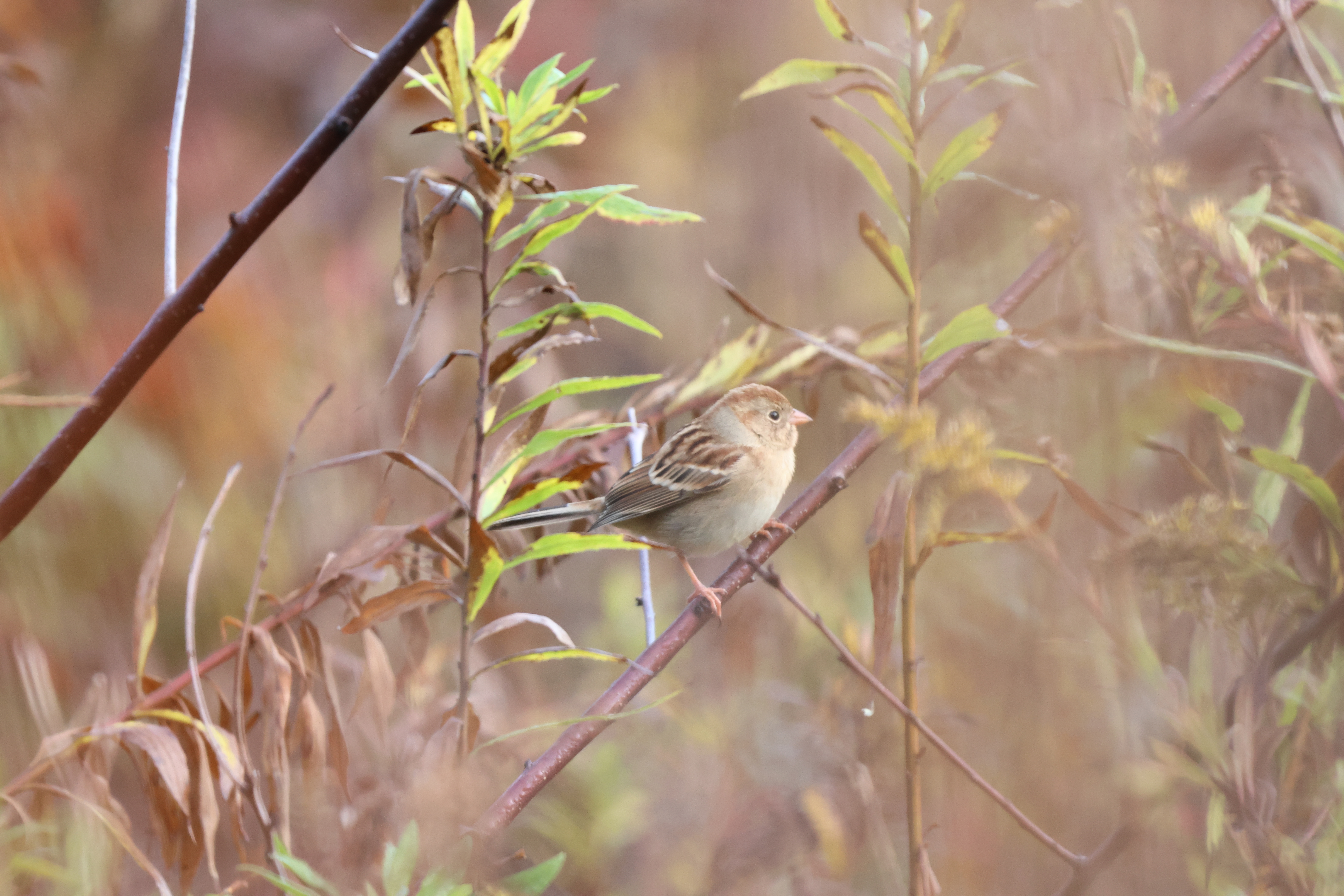 Field Sparrow
