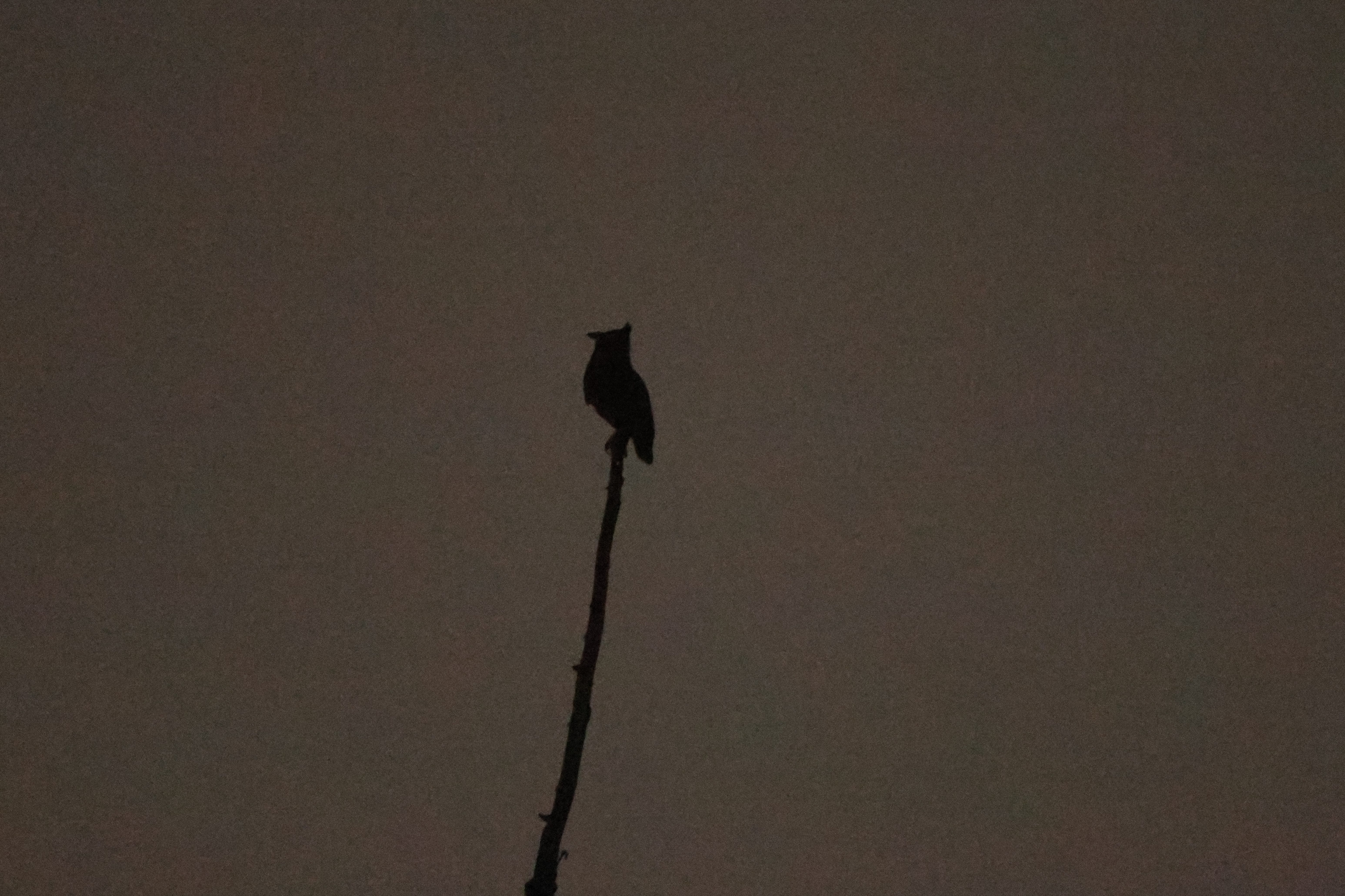 Great Horned Owl