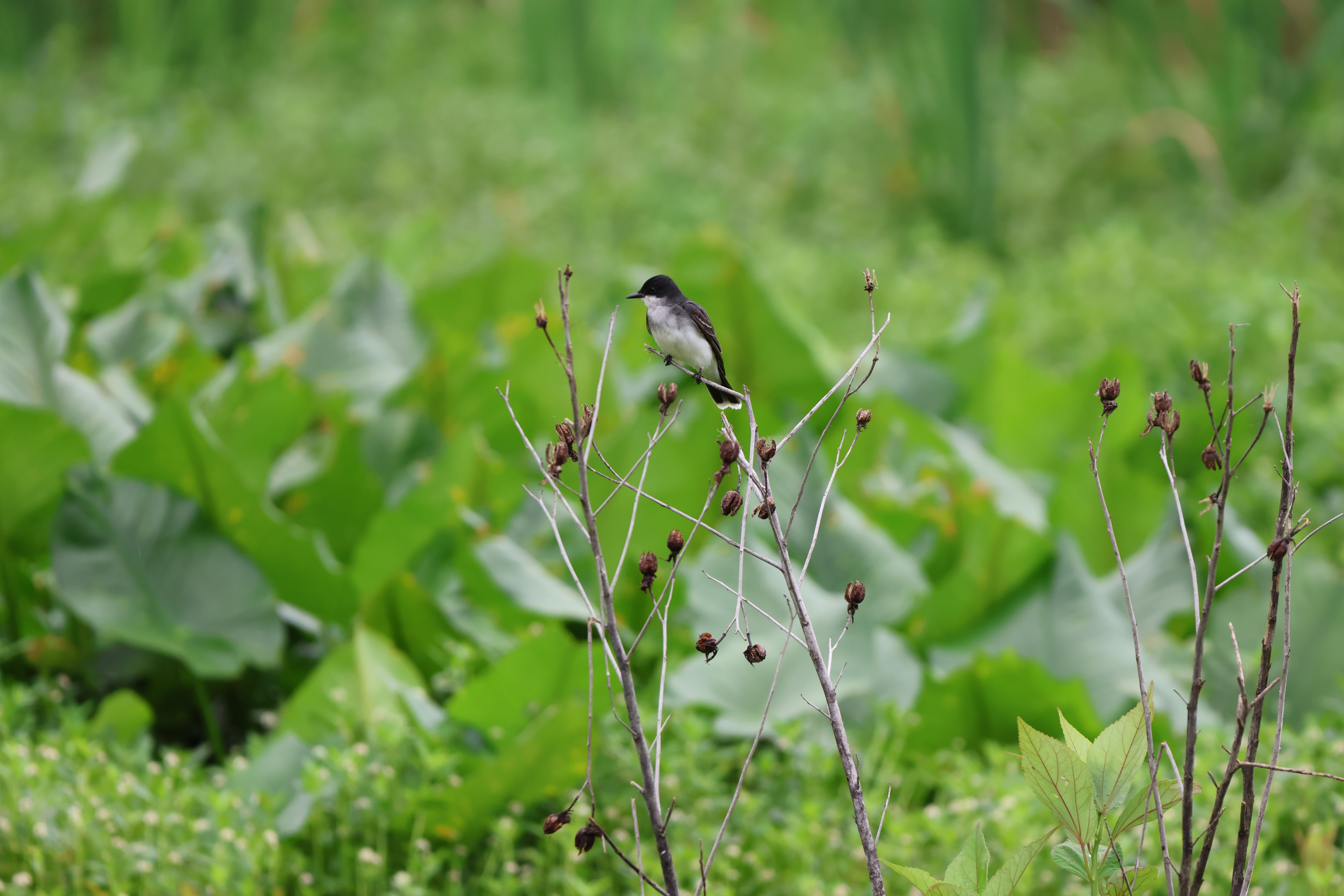 Eastern Kingbird