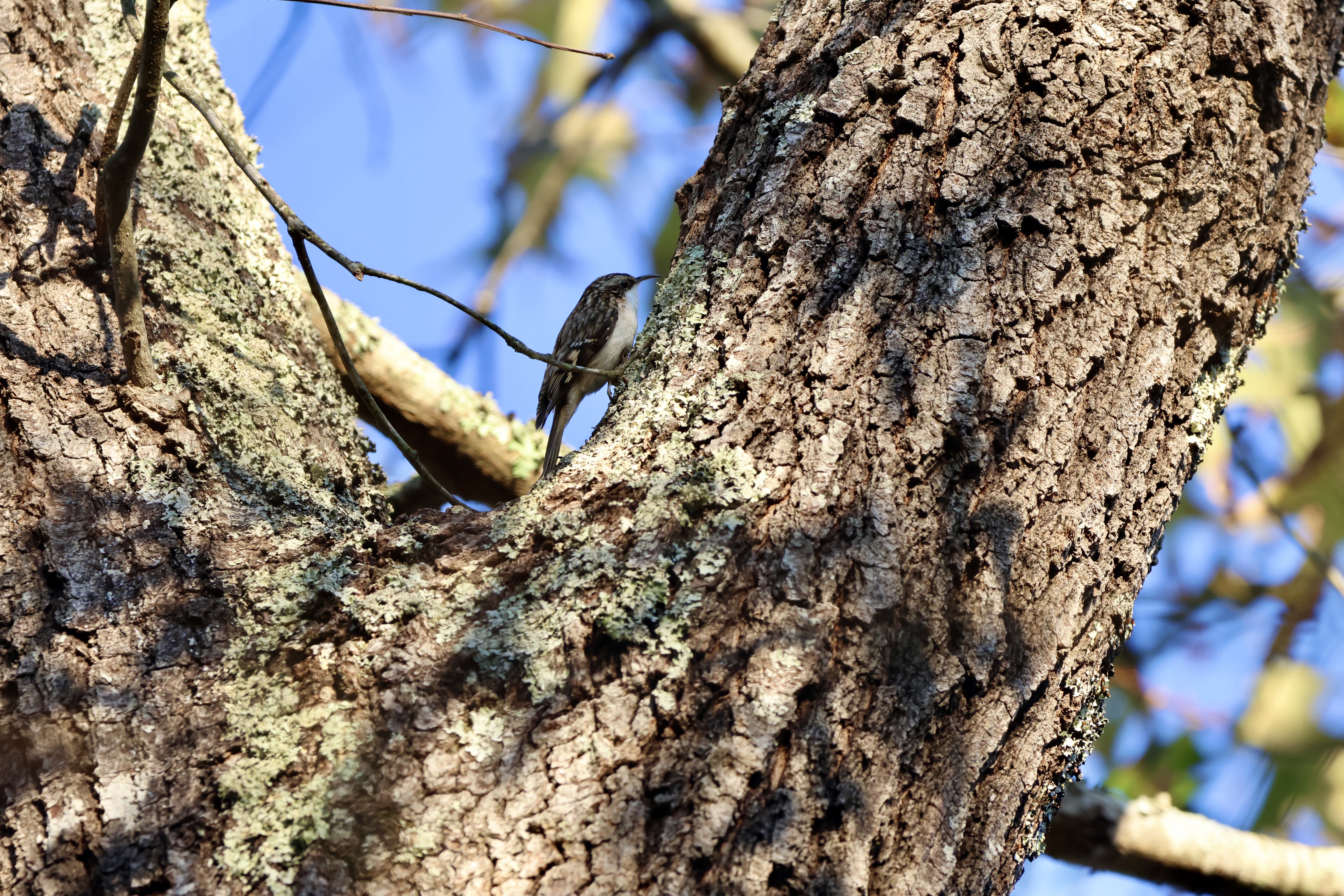 Brown Creeper