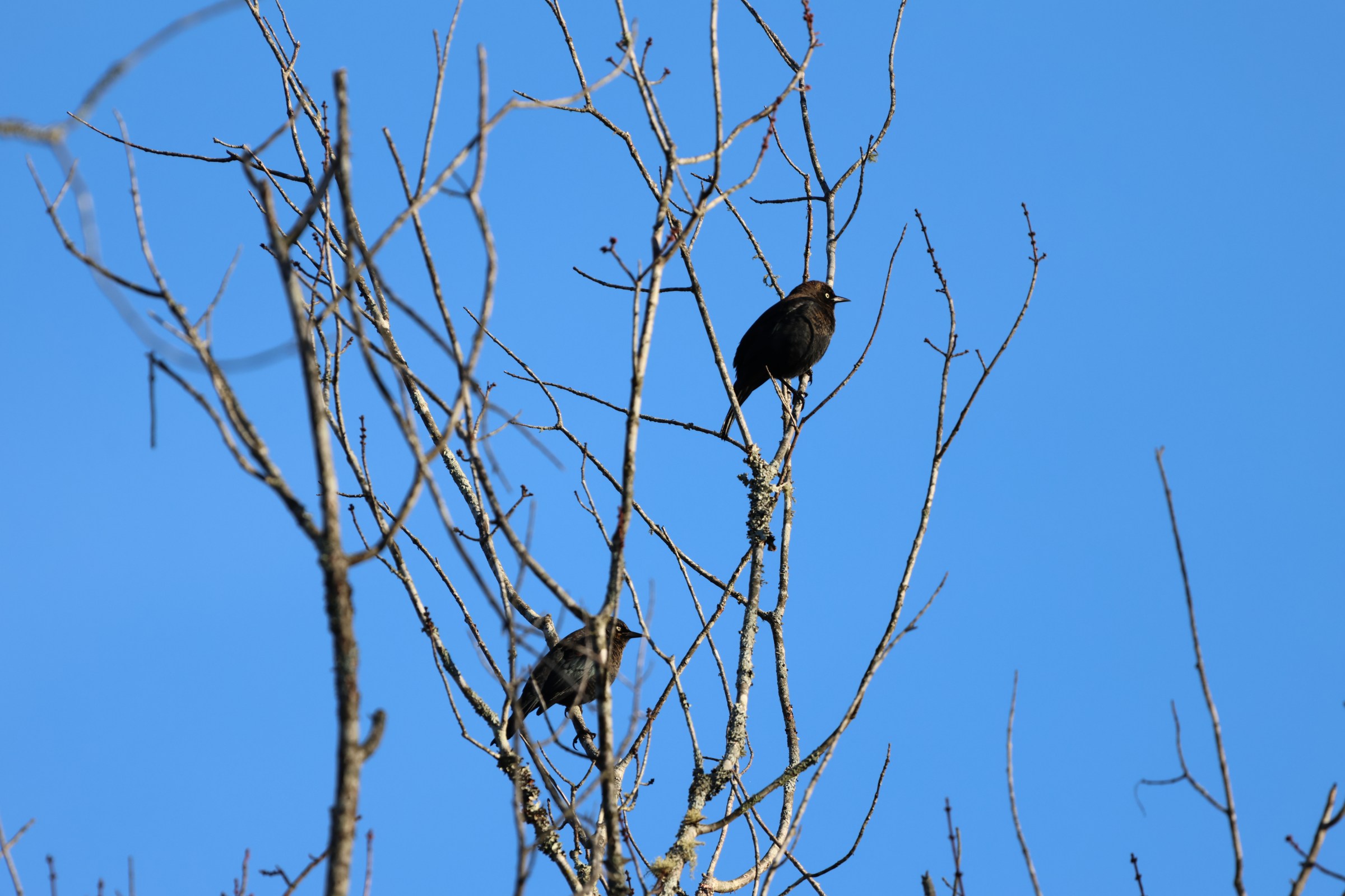 Rusty Blackbird