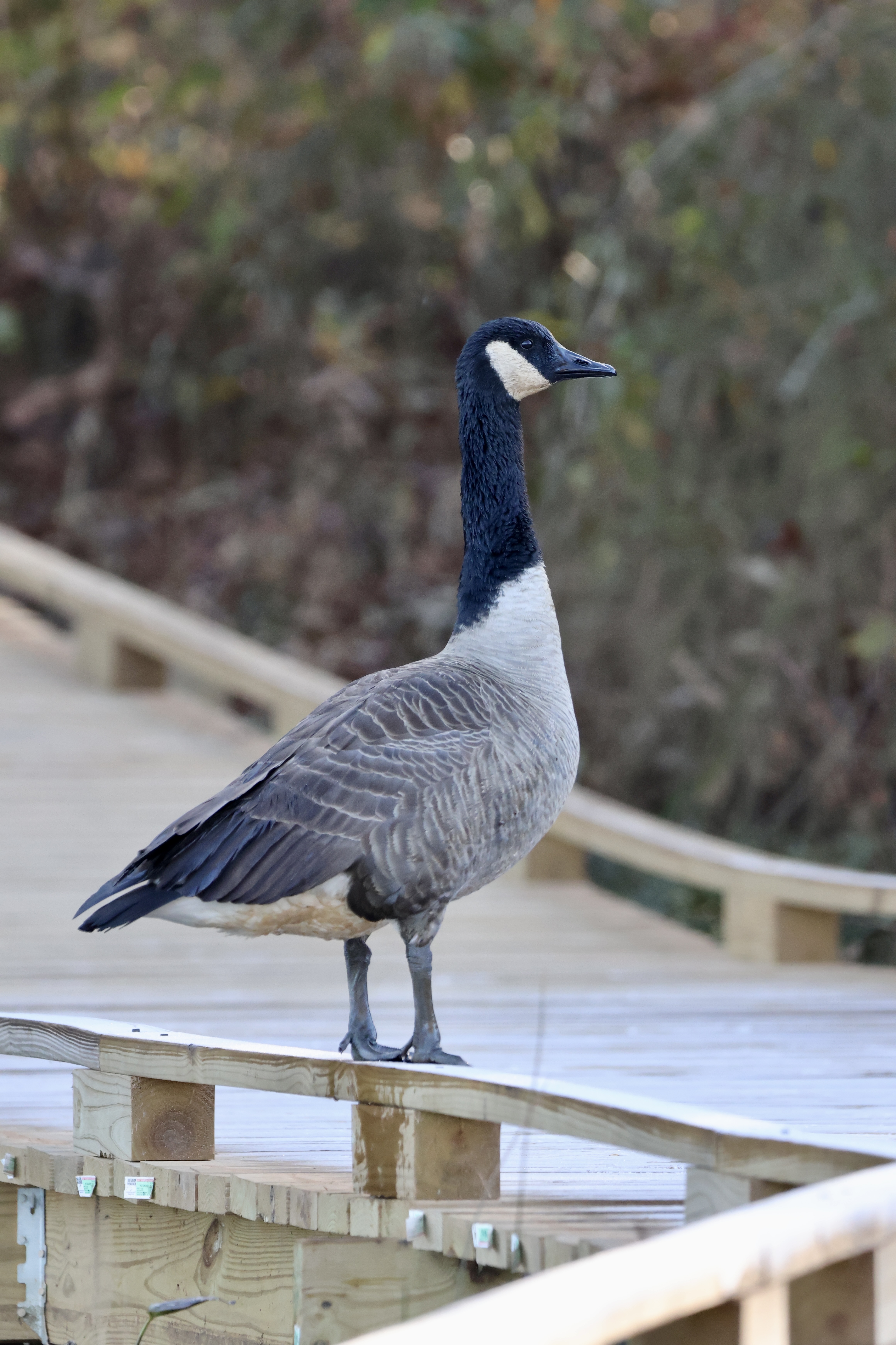 Canada Goose