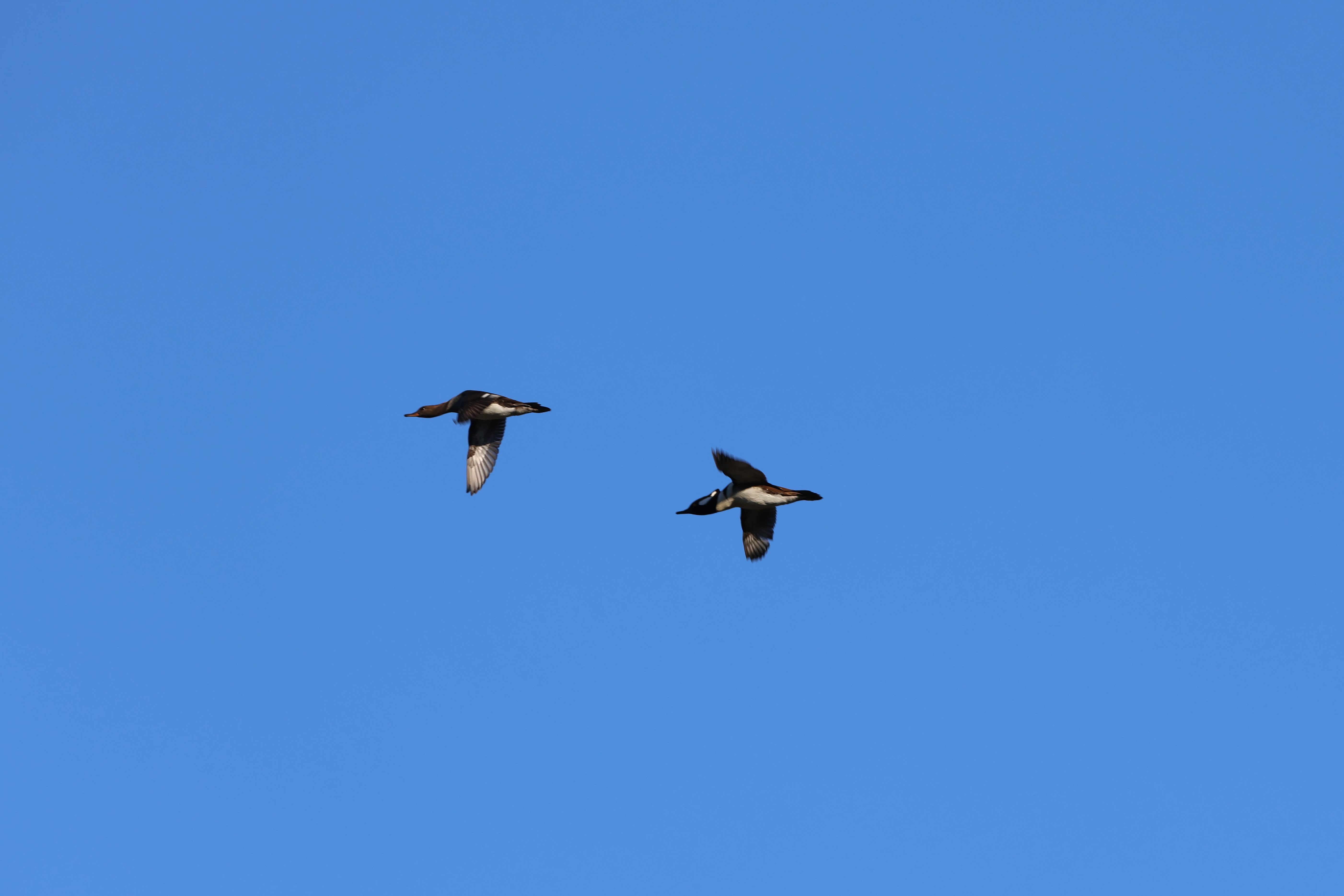 Hooded Merganser