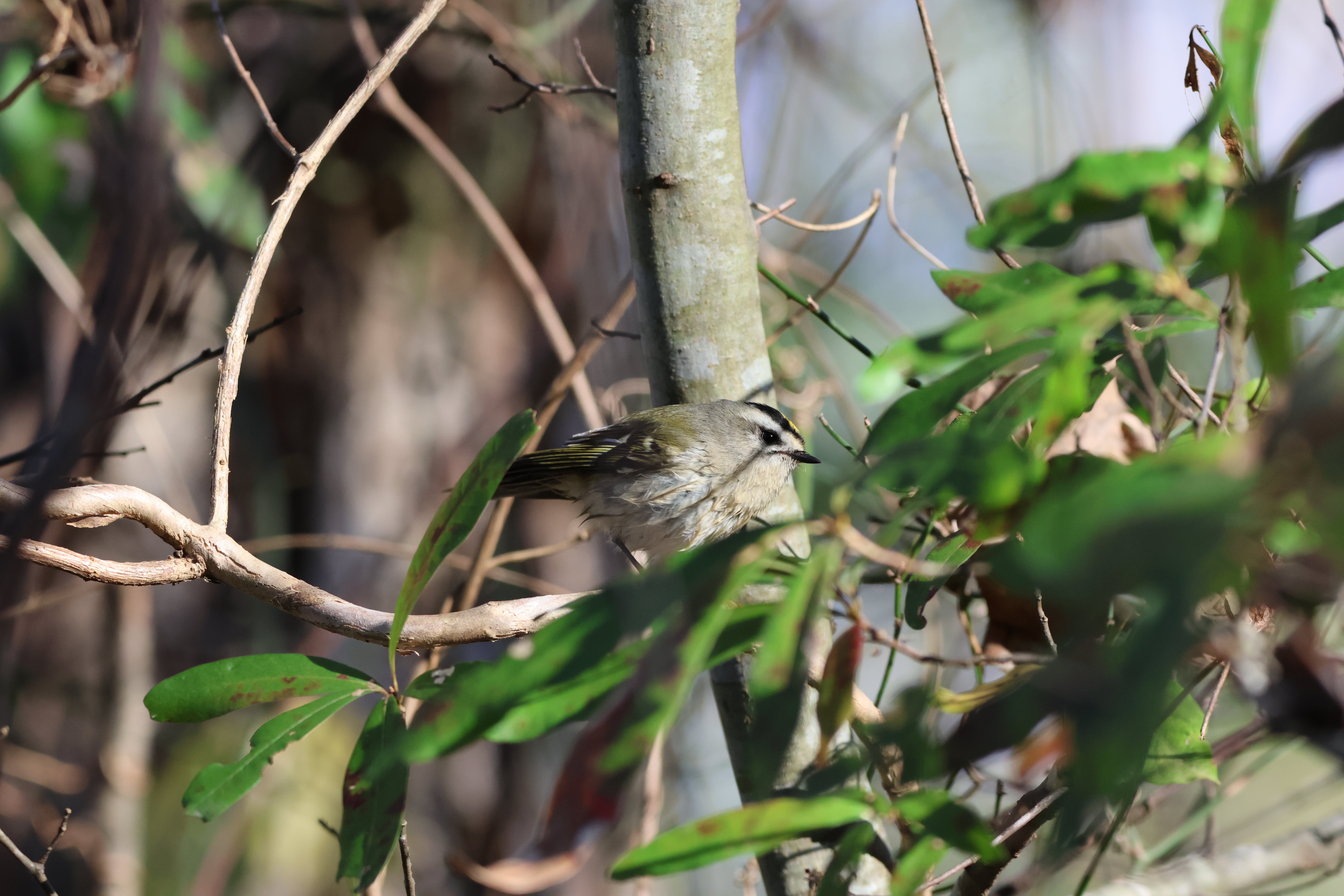 Golden-crowned Kinglet