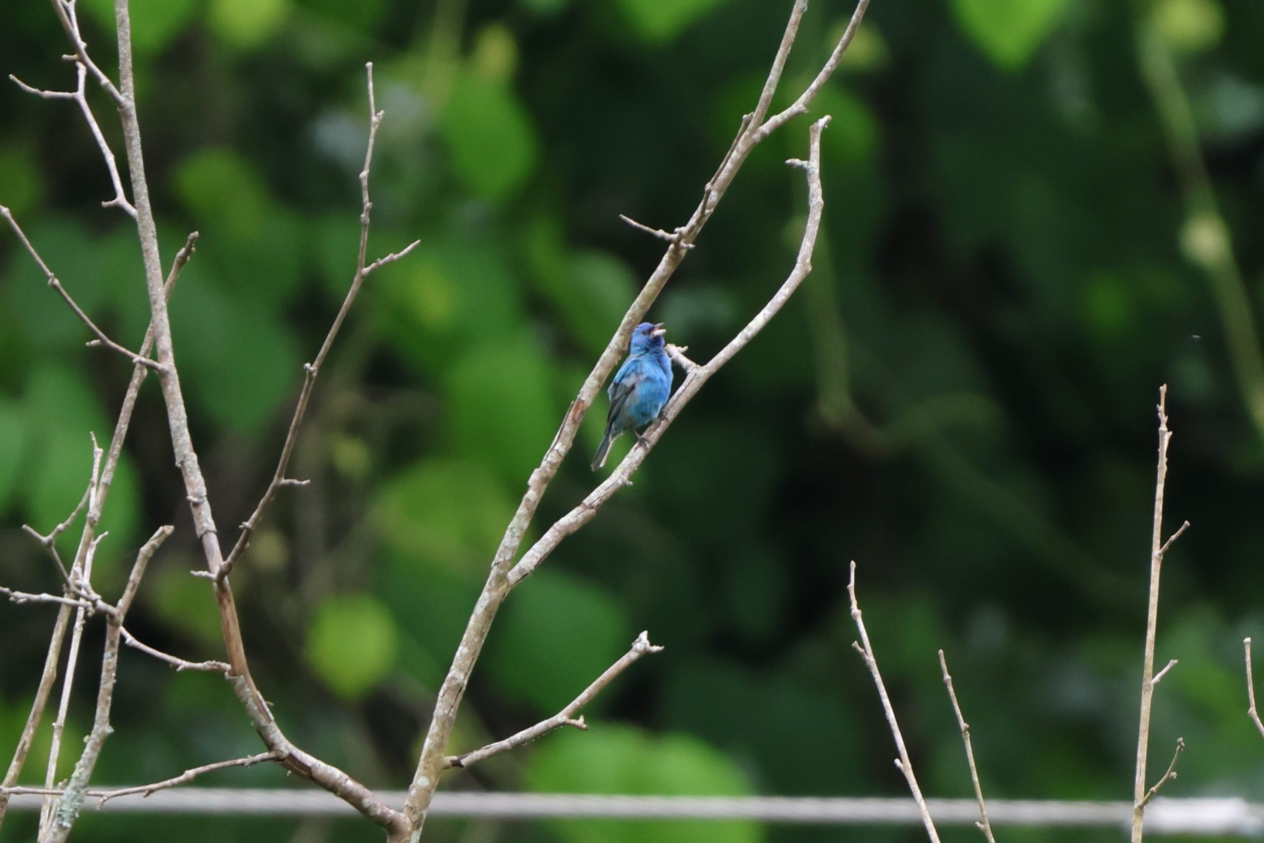 Indigo Bunting