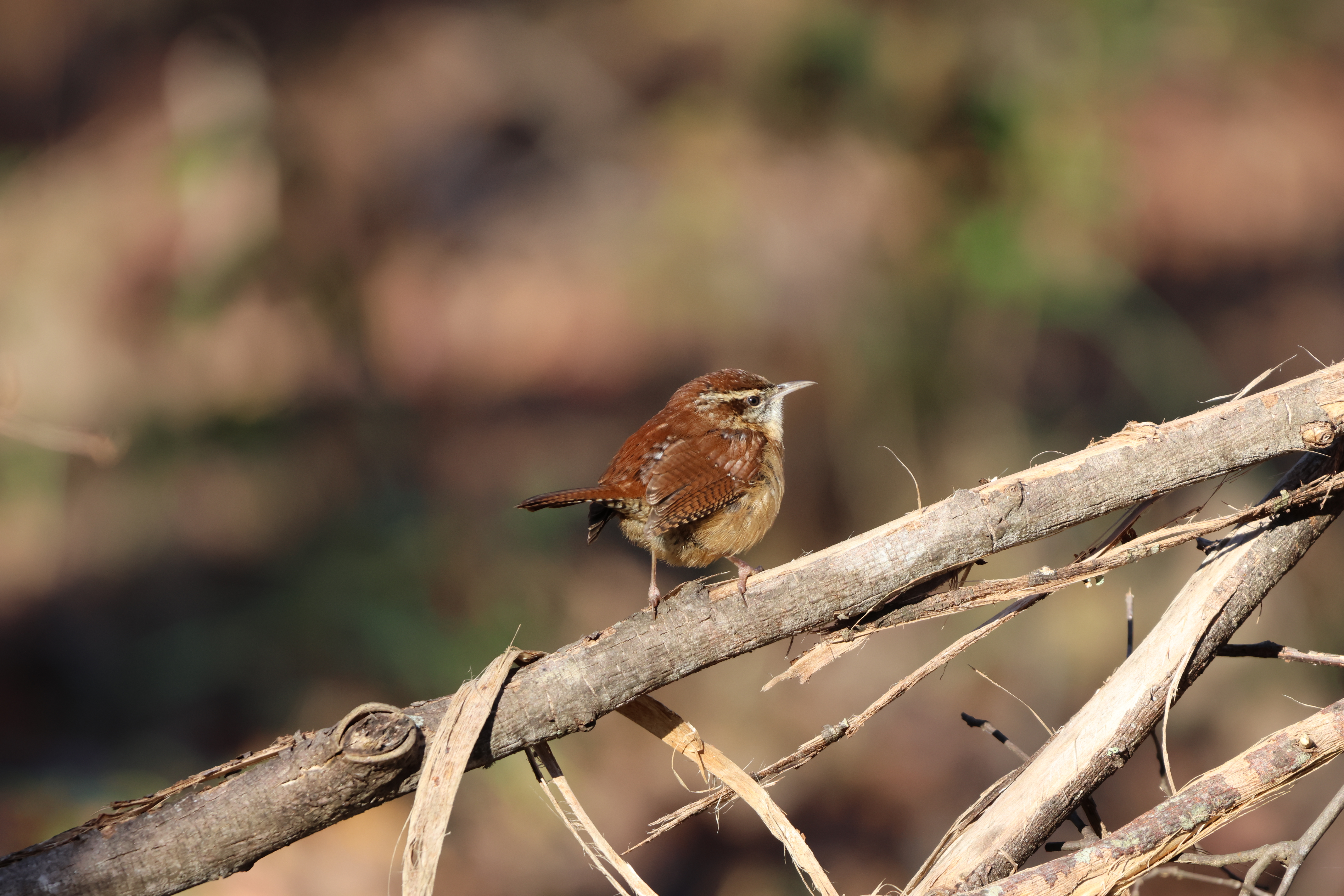 Carolina Wren