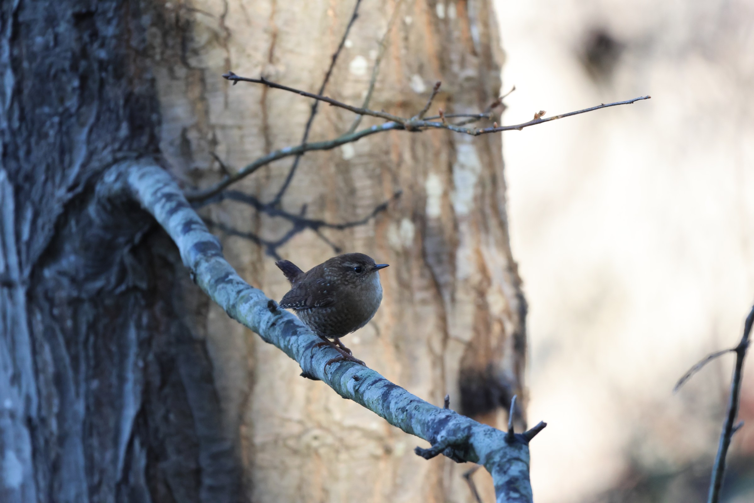 Winter Wren